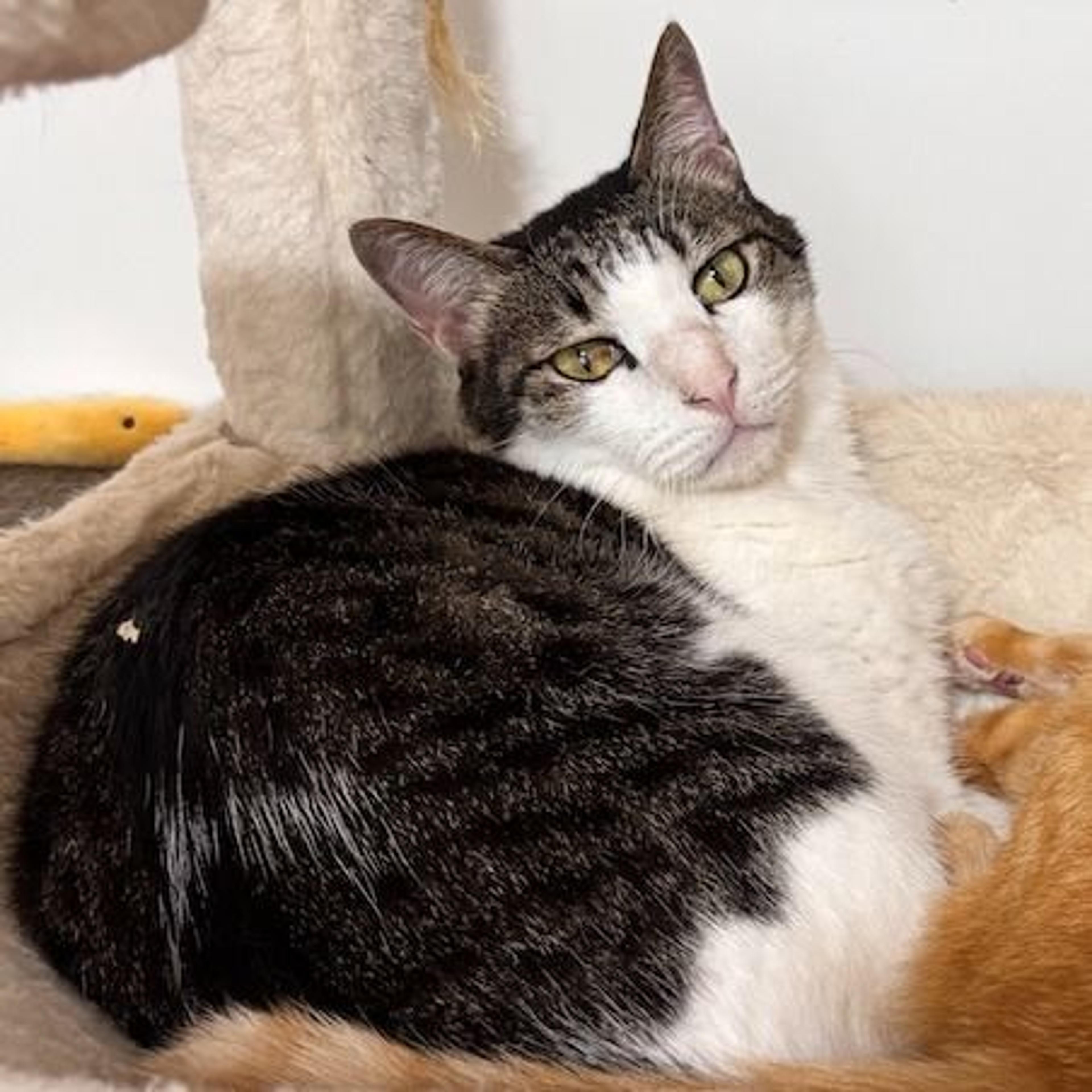 pet-image-6