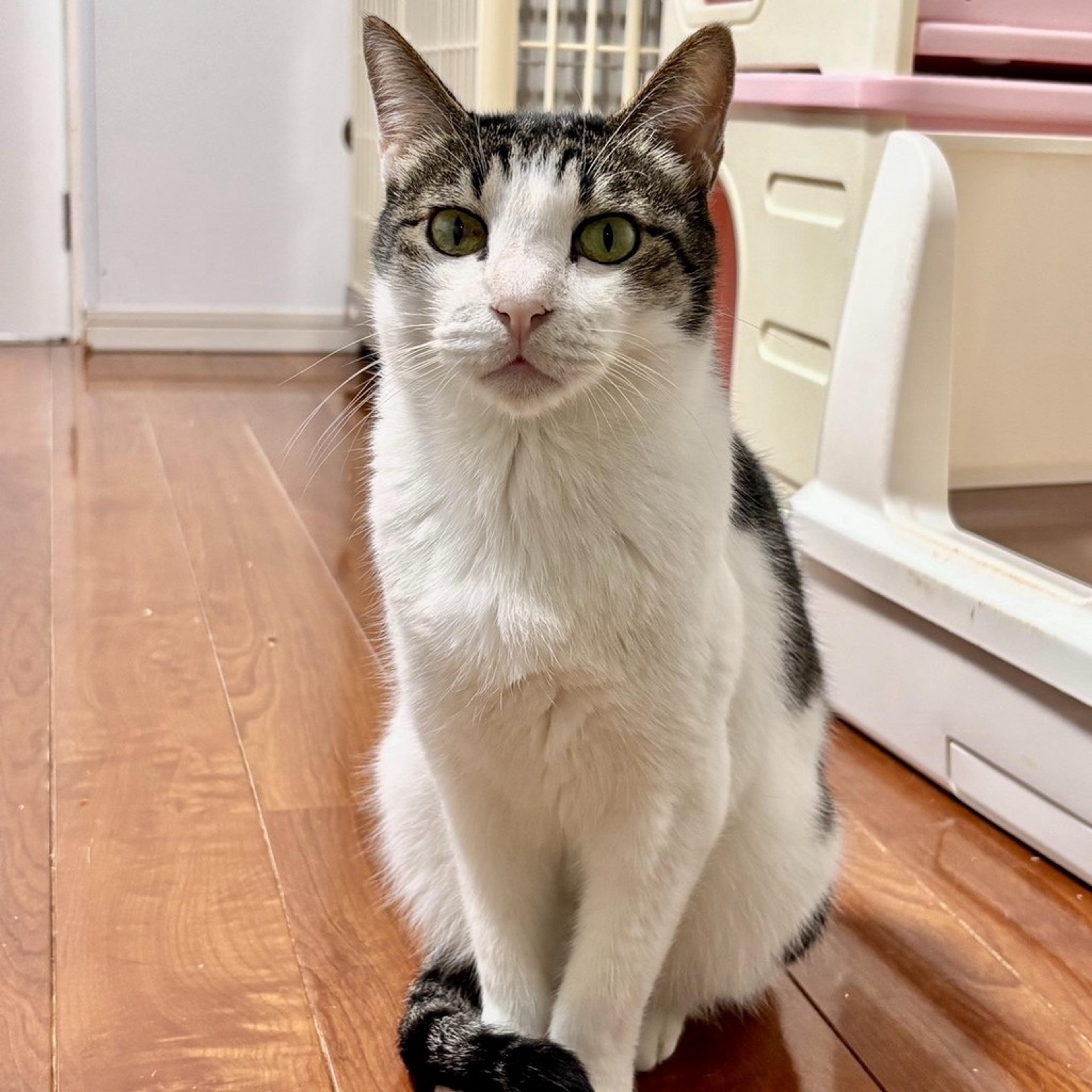 pet-image-9