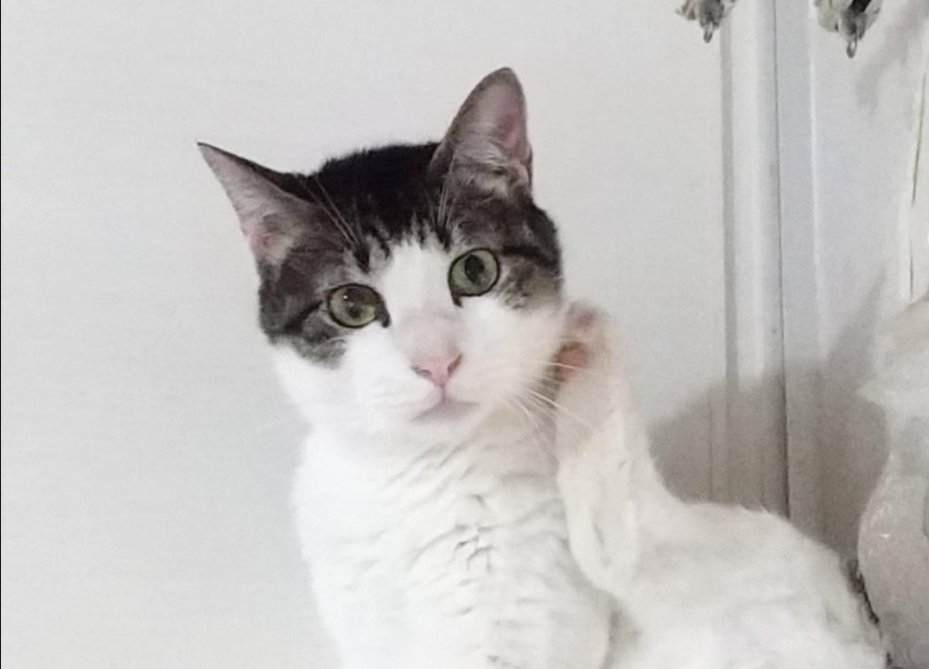 pet-image-5