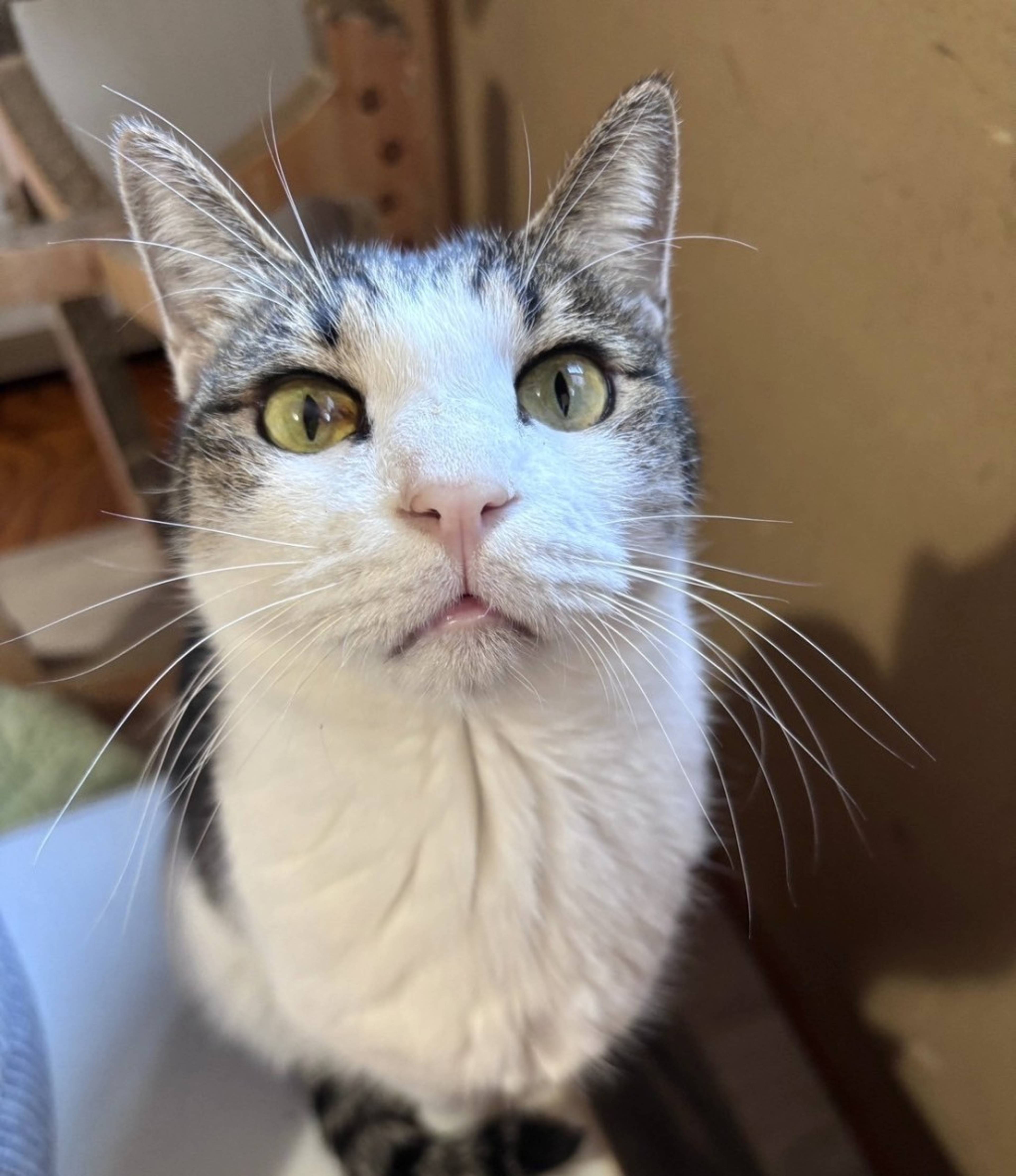 雑種（ミックス猫）・オスの里親募集の写真