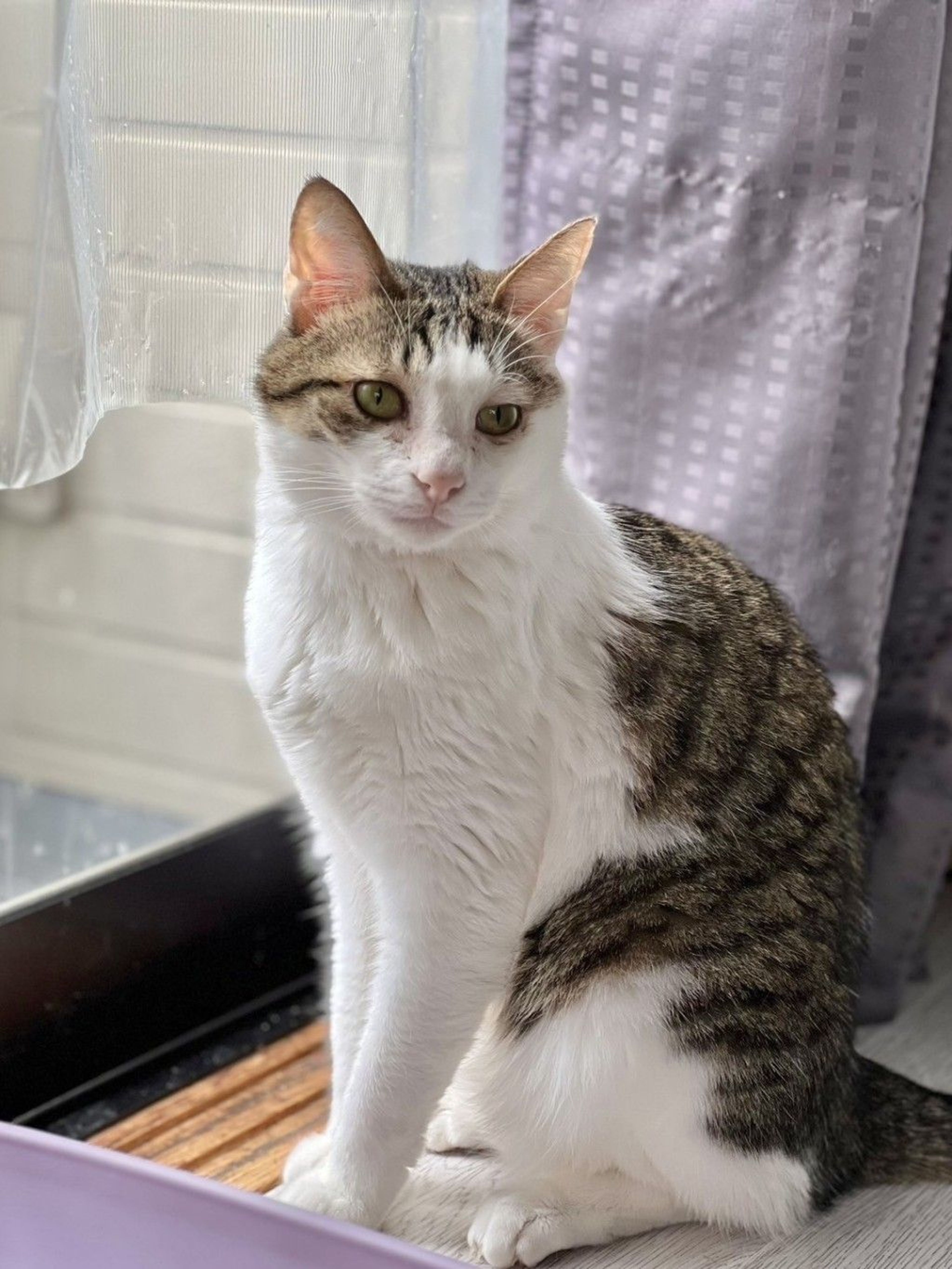 雑種（ミックス猫）・オスの里親募集の写真