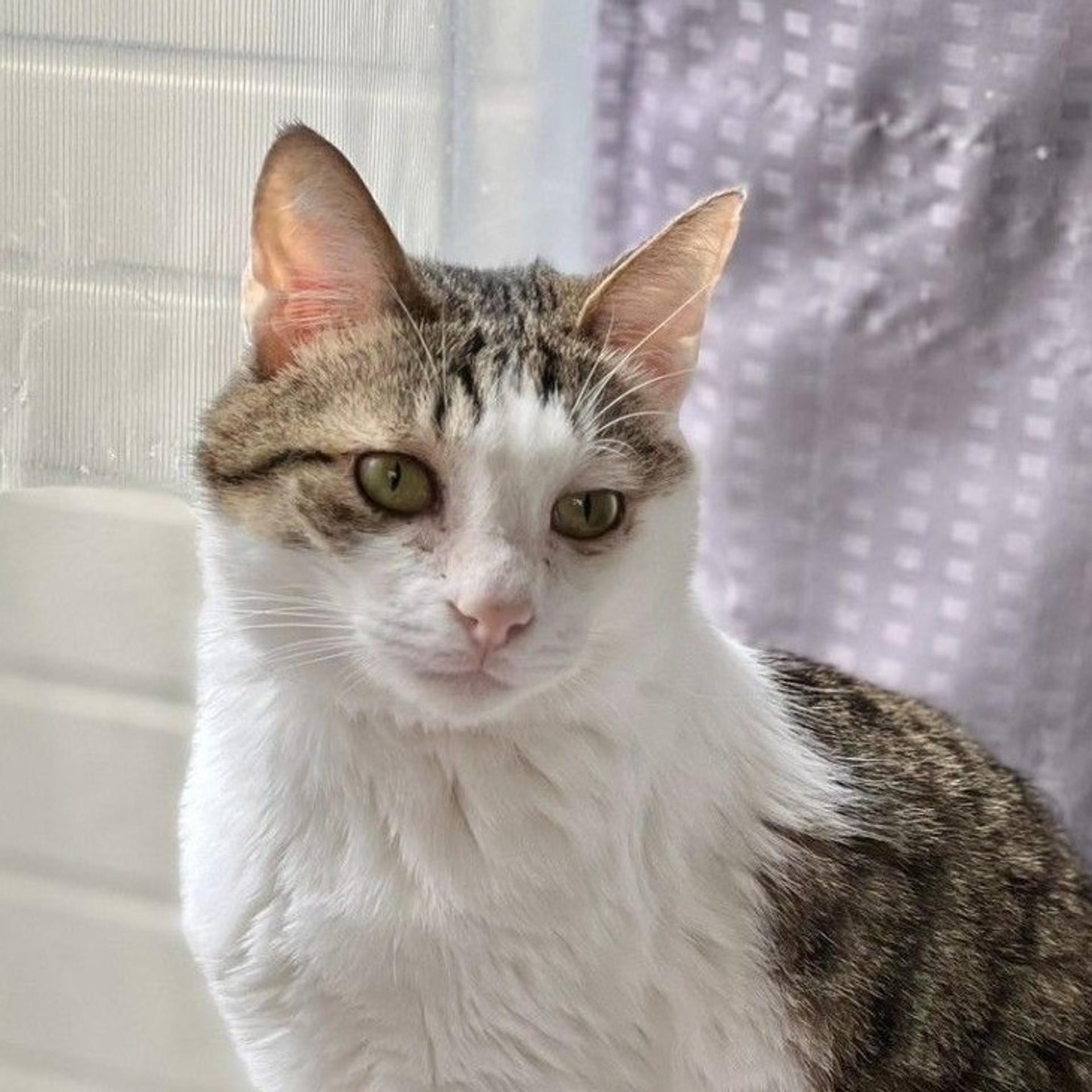 pet-image-8