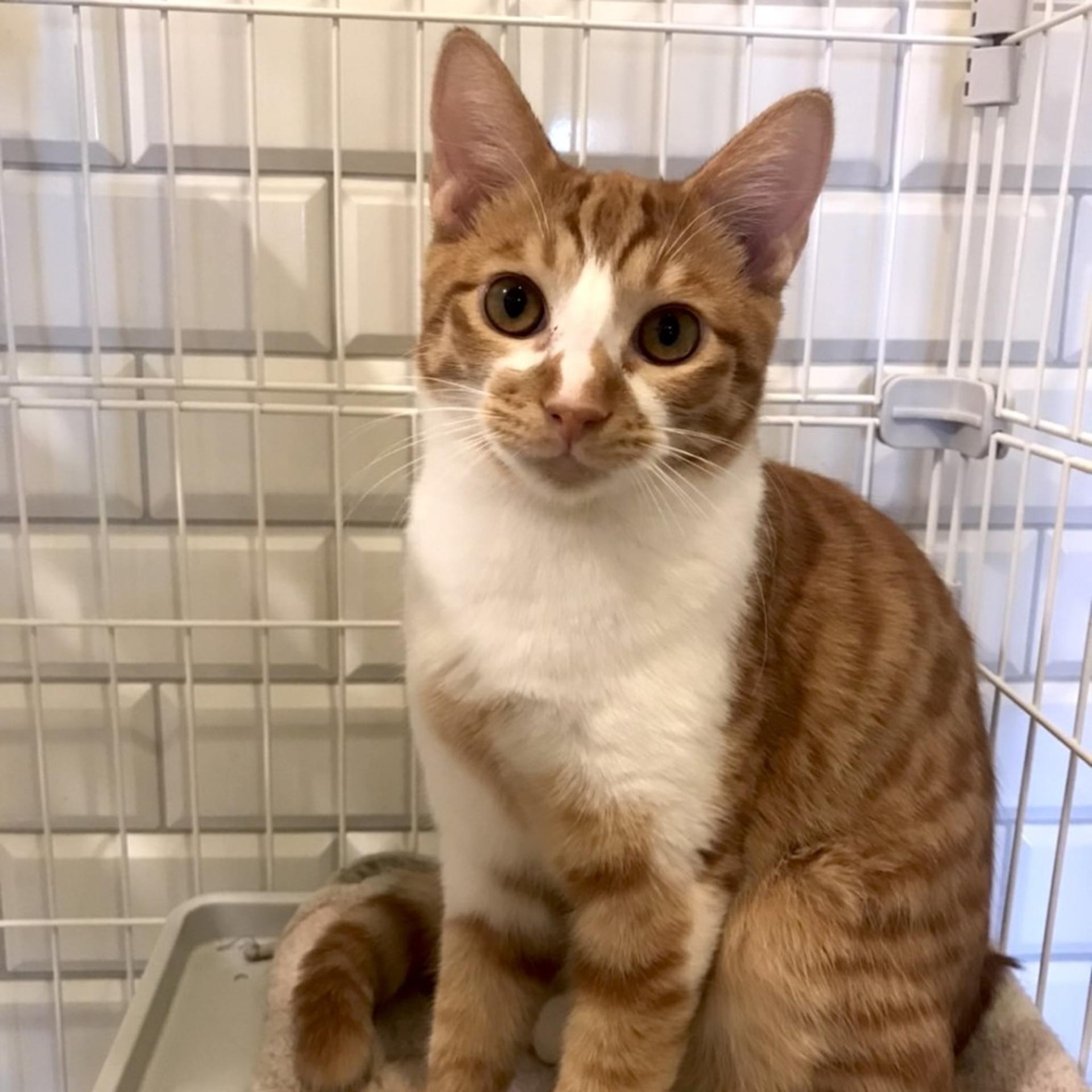 pet-image-9