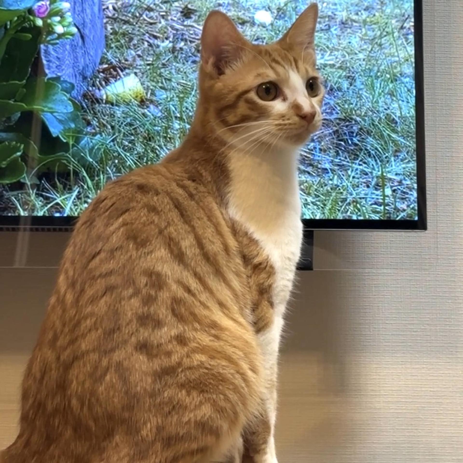 pet-image-8