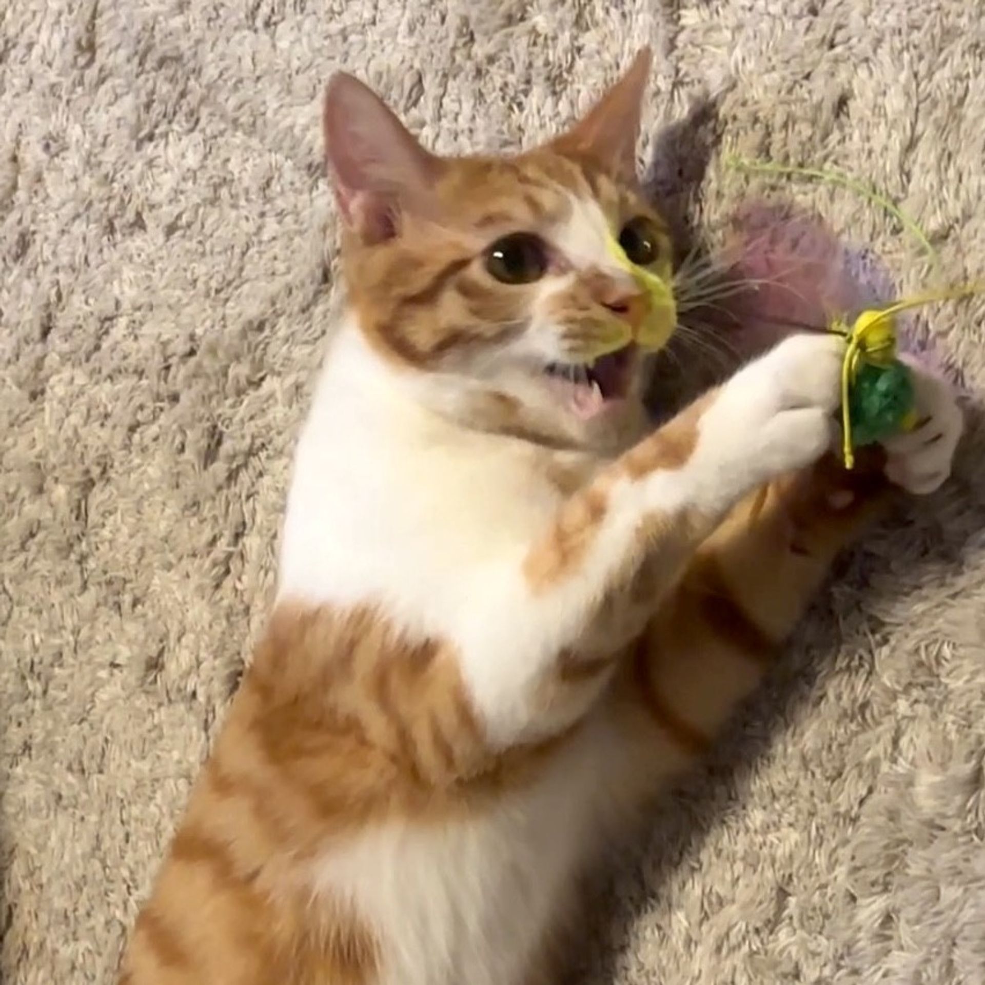 雑種（ミックス猫）・オスの里親募集の写真