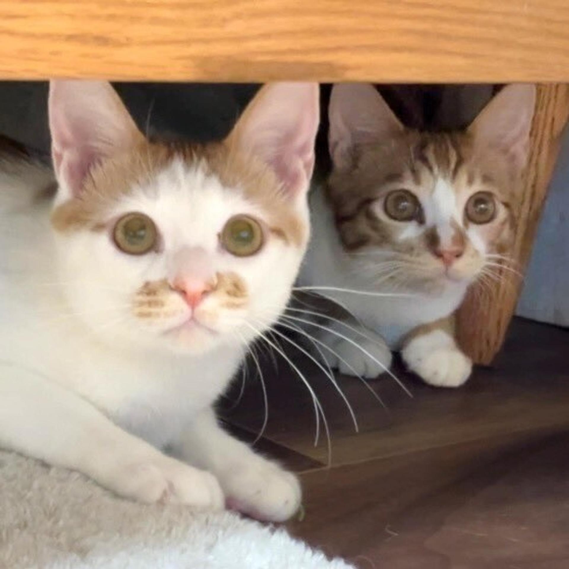 pet-image-5