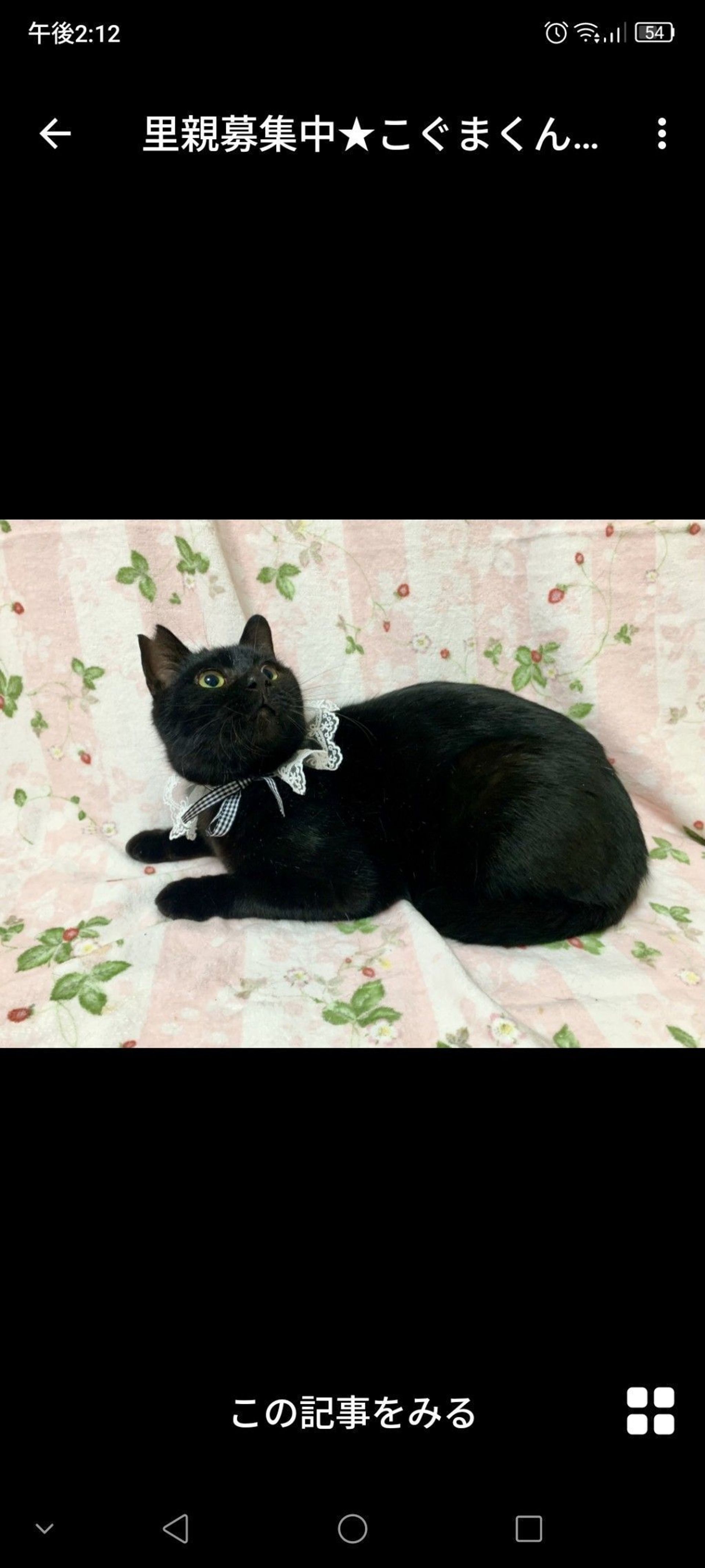 雑種（ミックス猫）・オスの里親募集の写真