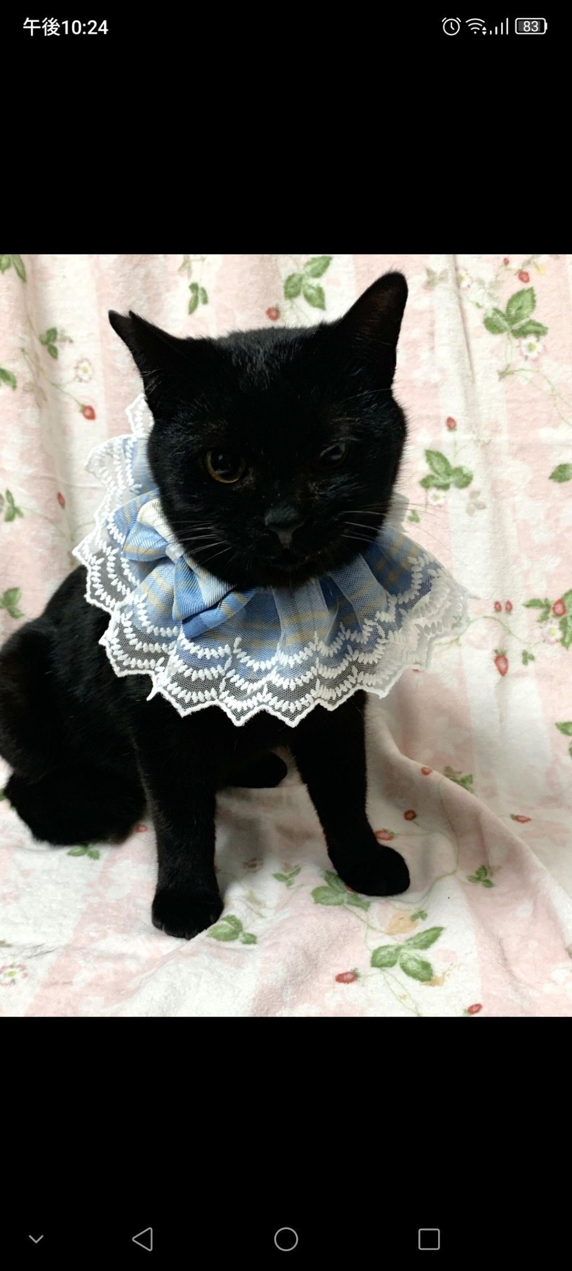 pet-image-2