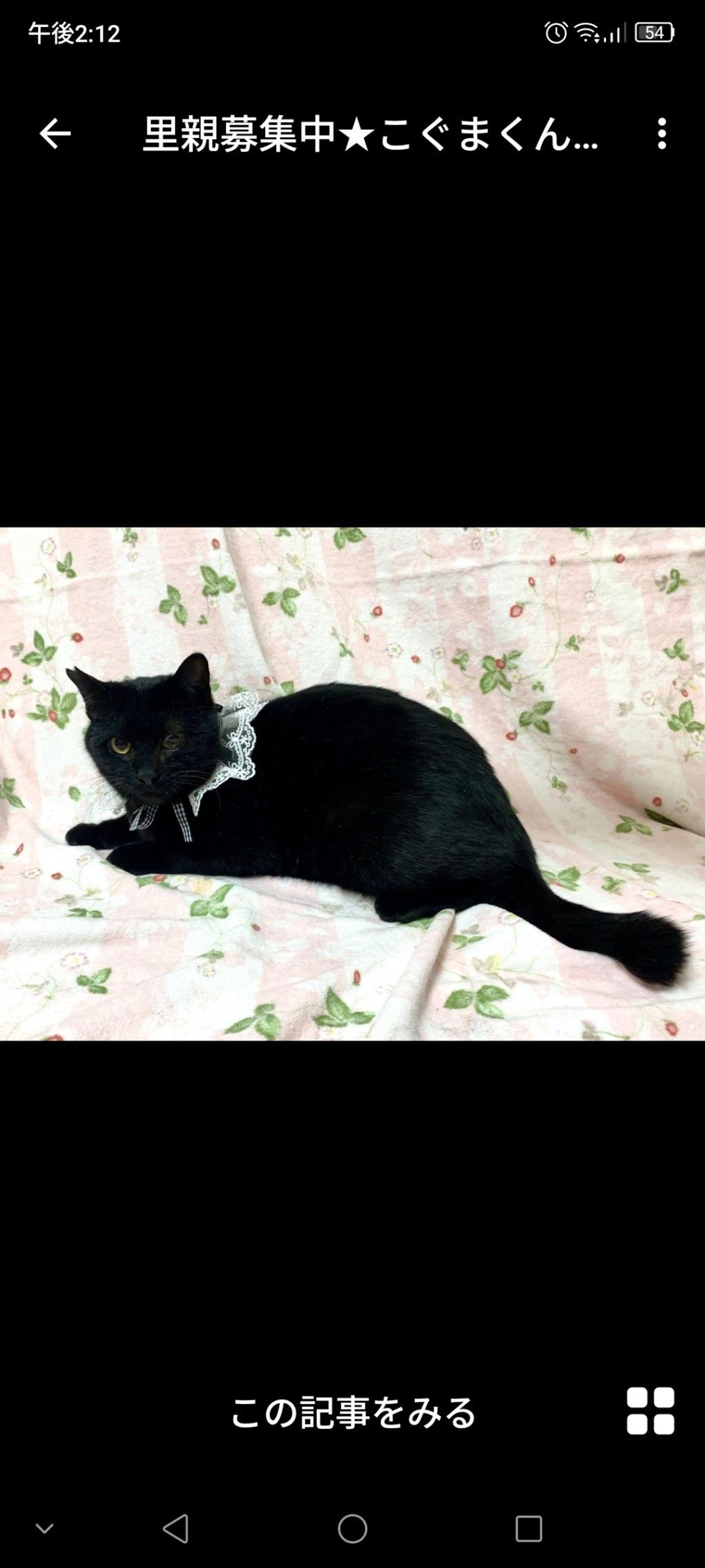 pet-image-3