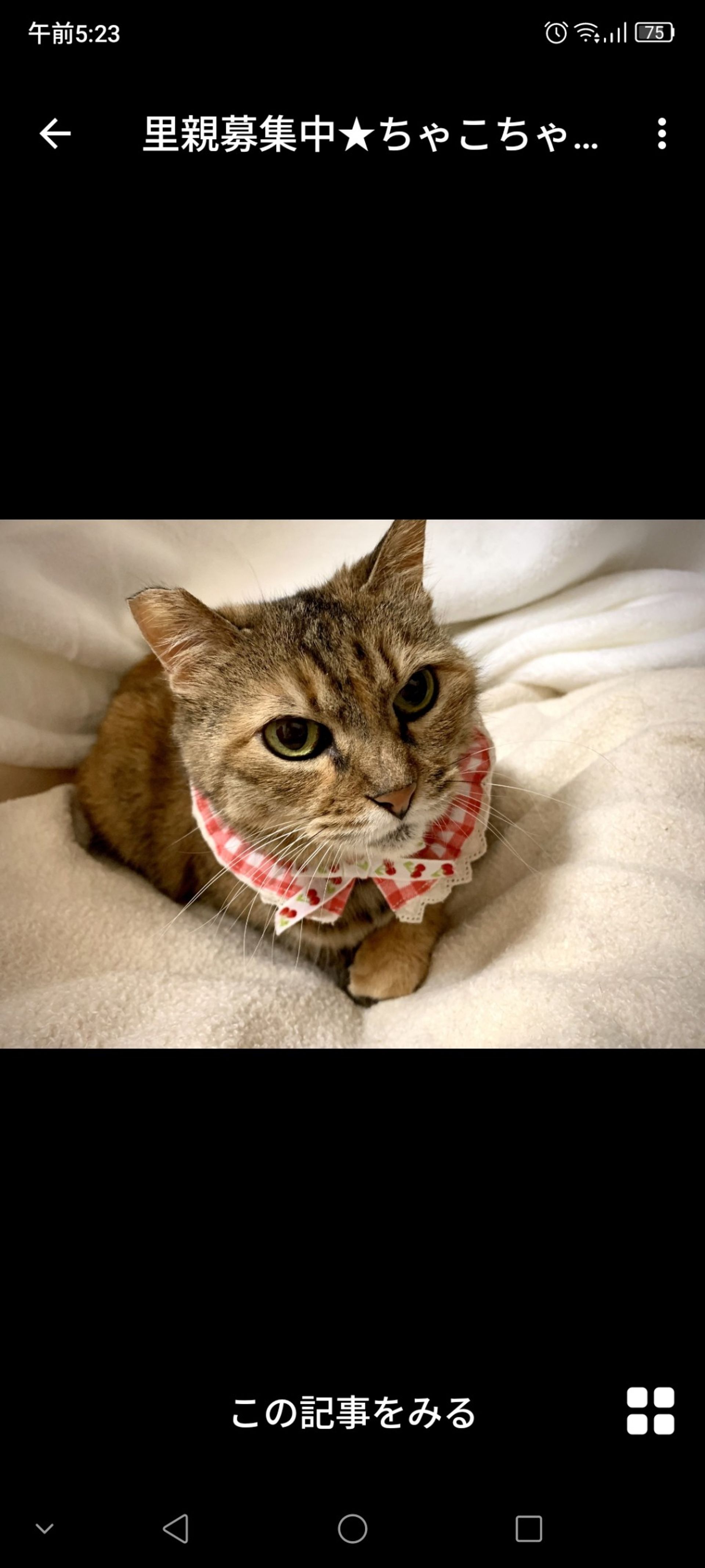 雑種（ミックス猫）・メスの里親募集の写真