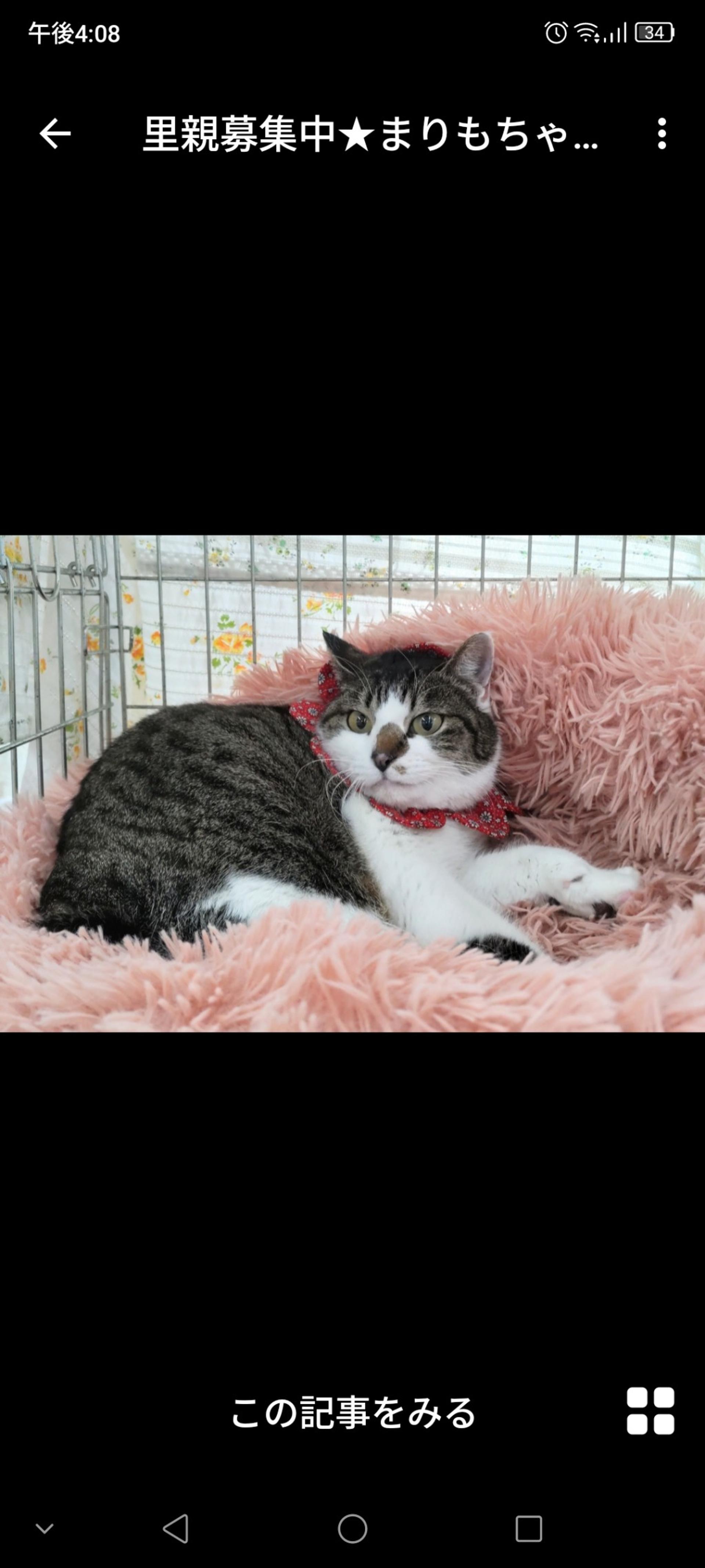 pet-image-2