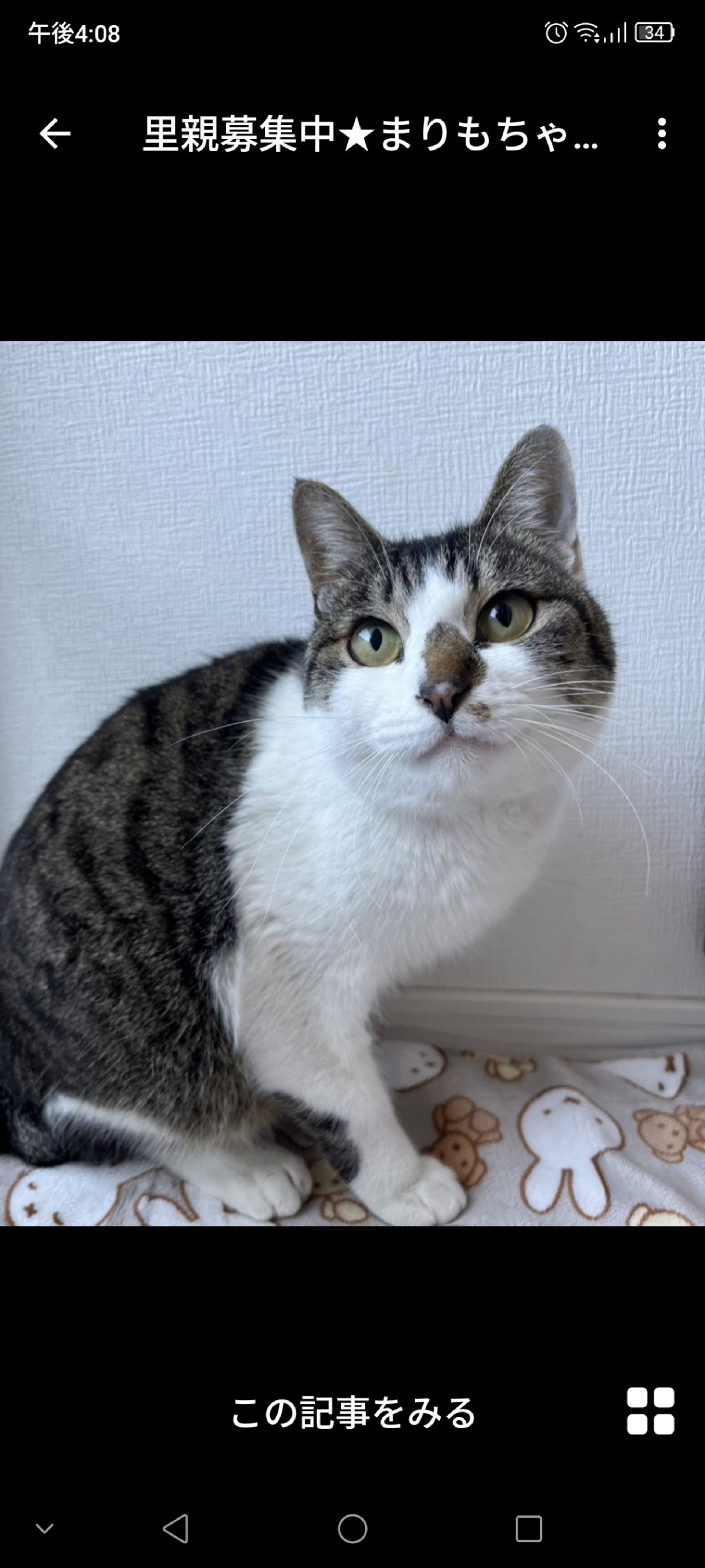 雑種（ミックス猫）・メスの里親募集の写真