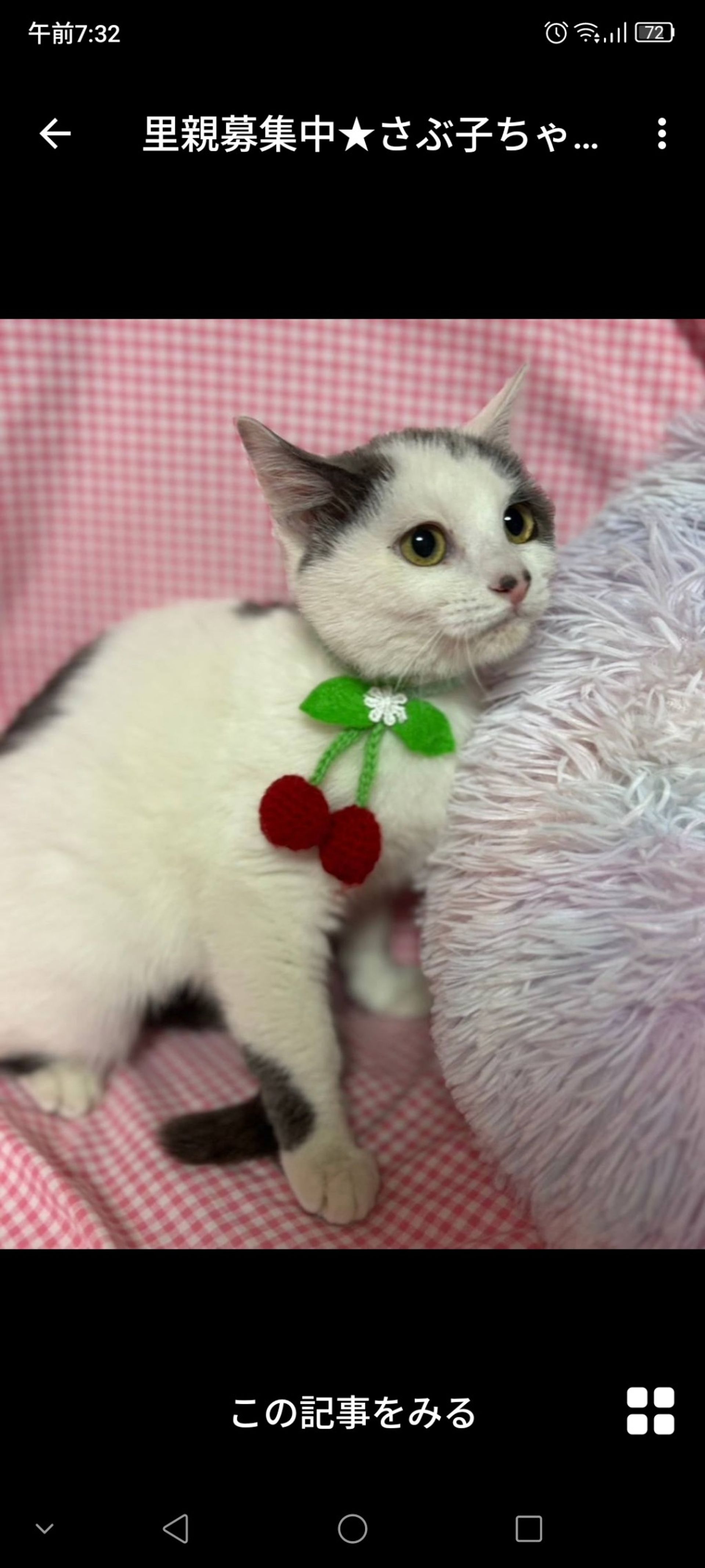 雑種（ミックス猫）・メスの里親募集の写真