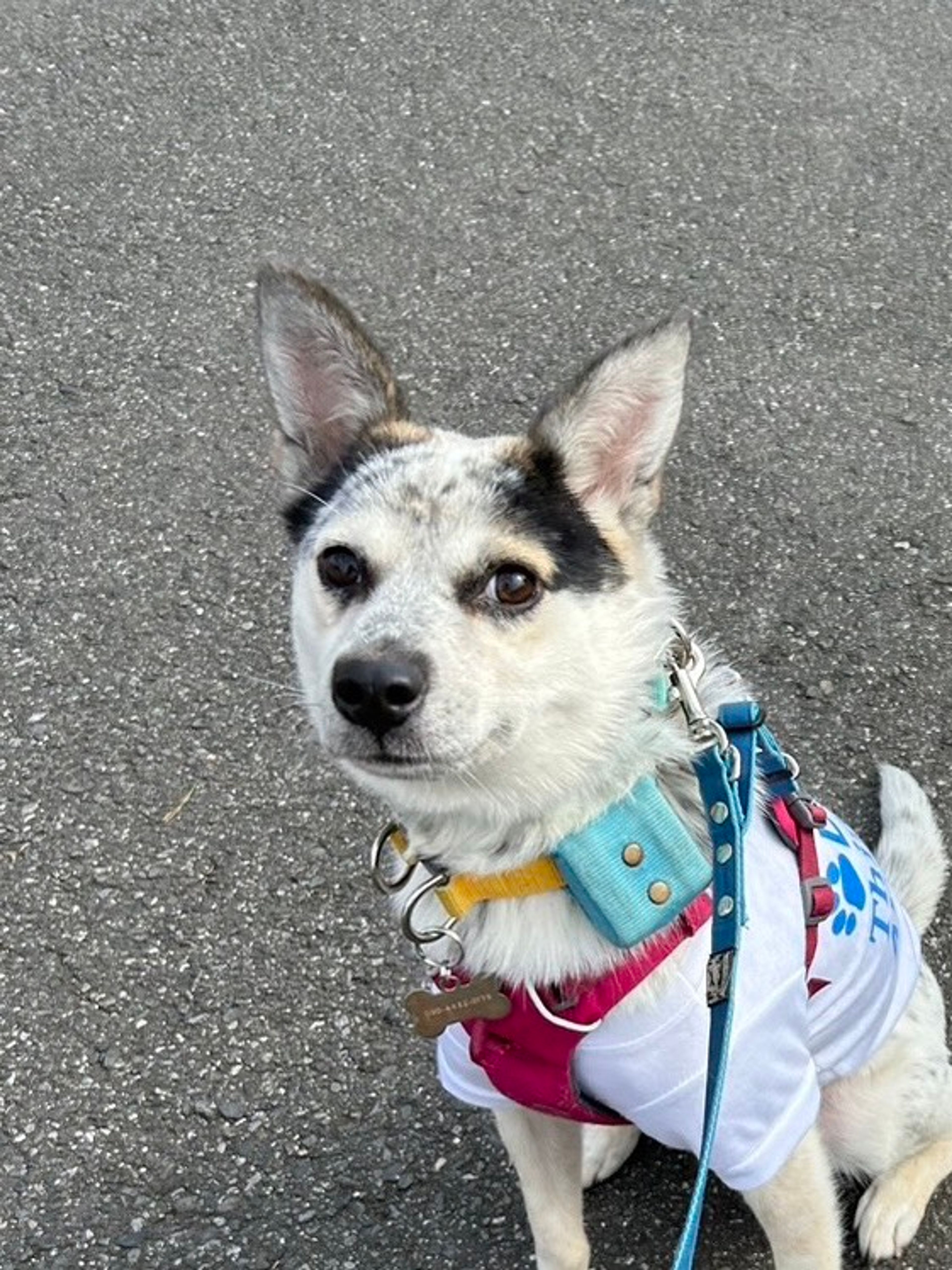 雑種（ミックス犬）・メスの里親募集の写真