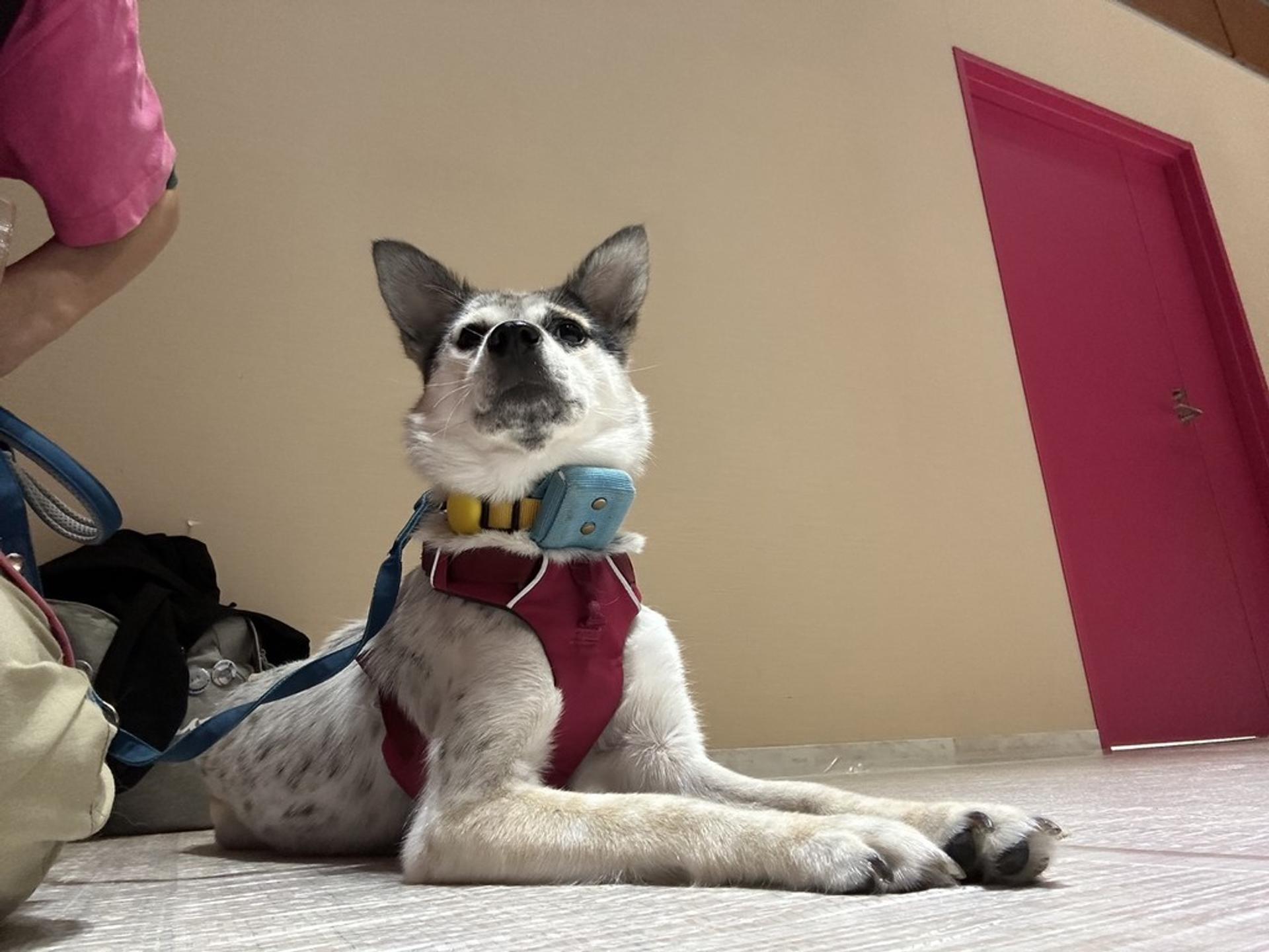 pet-image-5