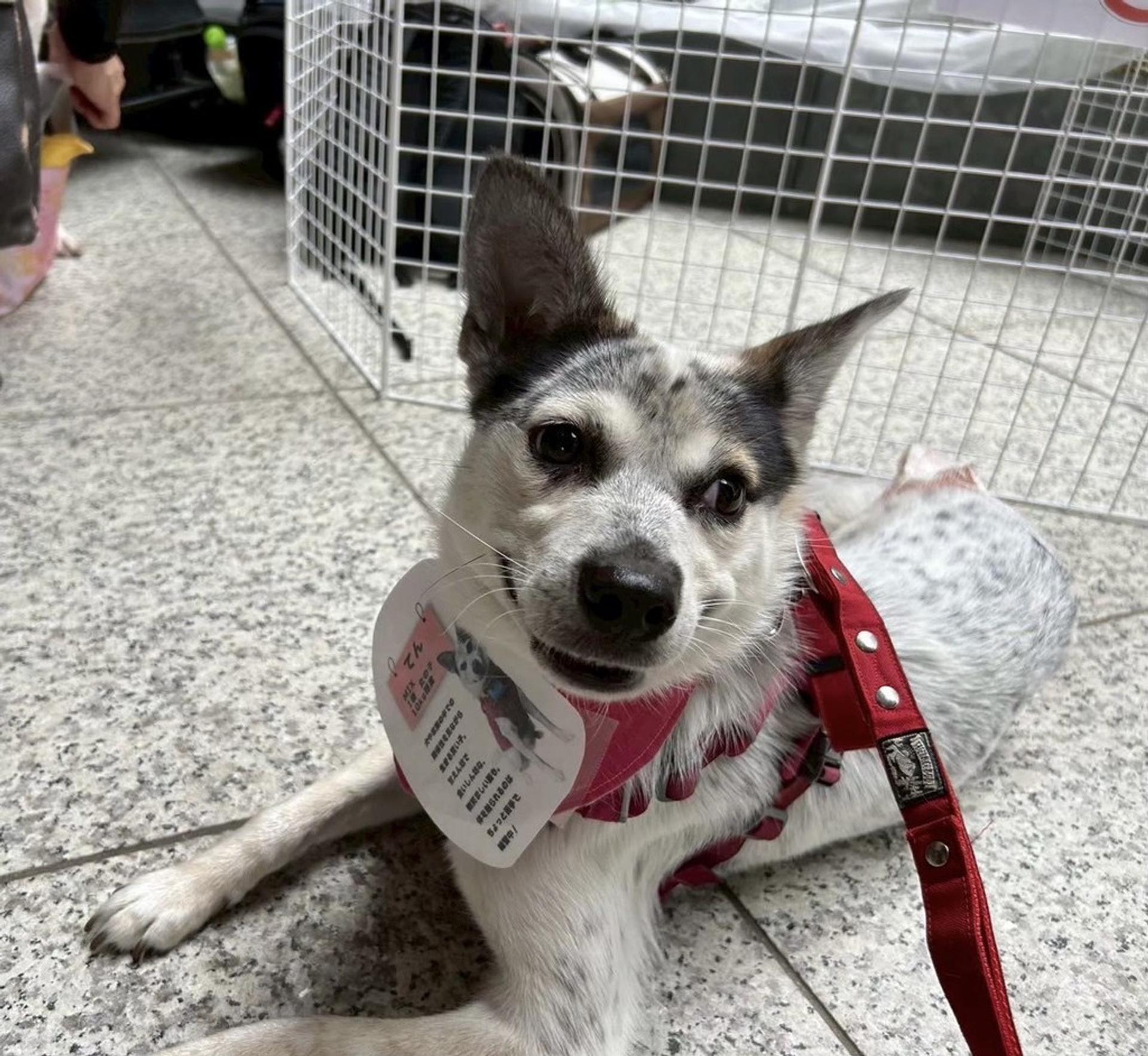 pet-image-6