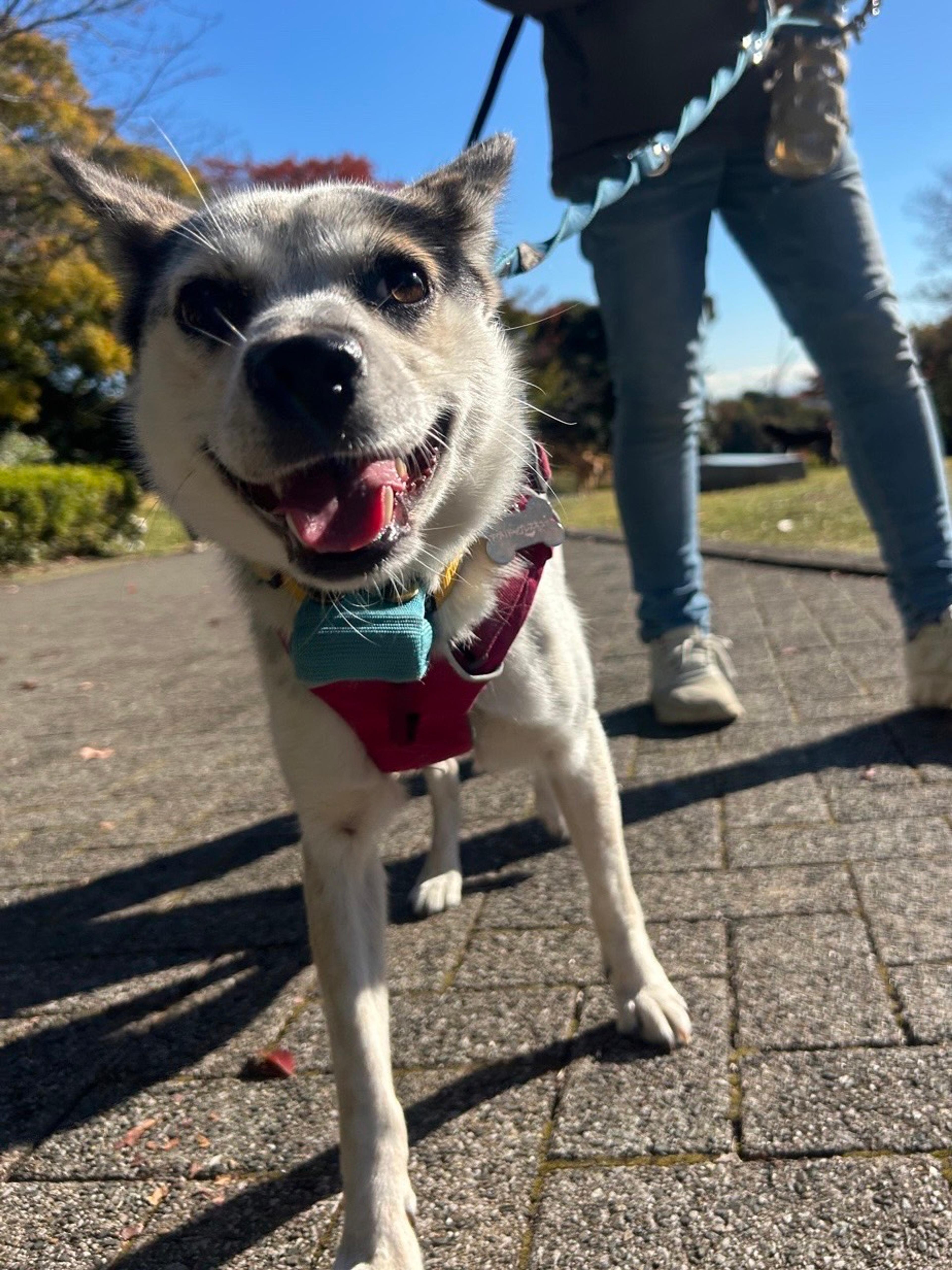 pet-image-7