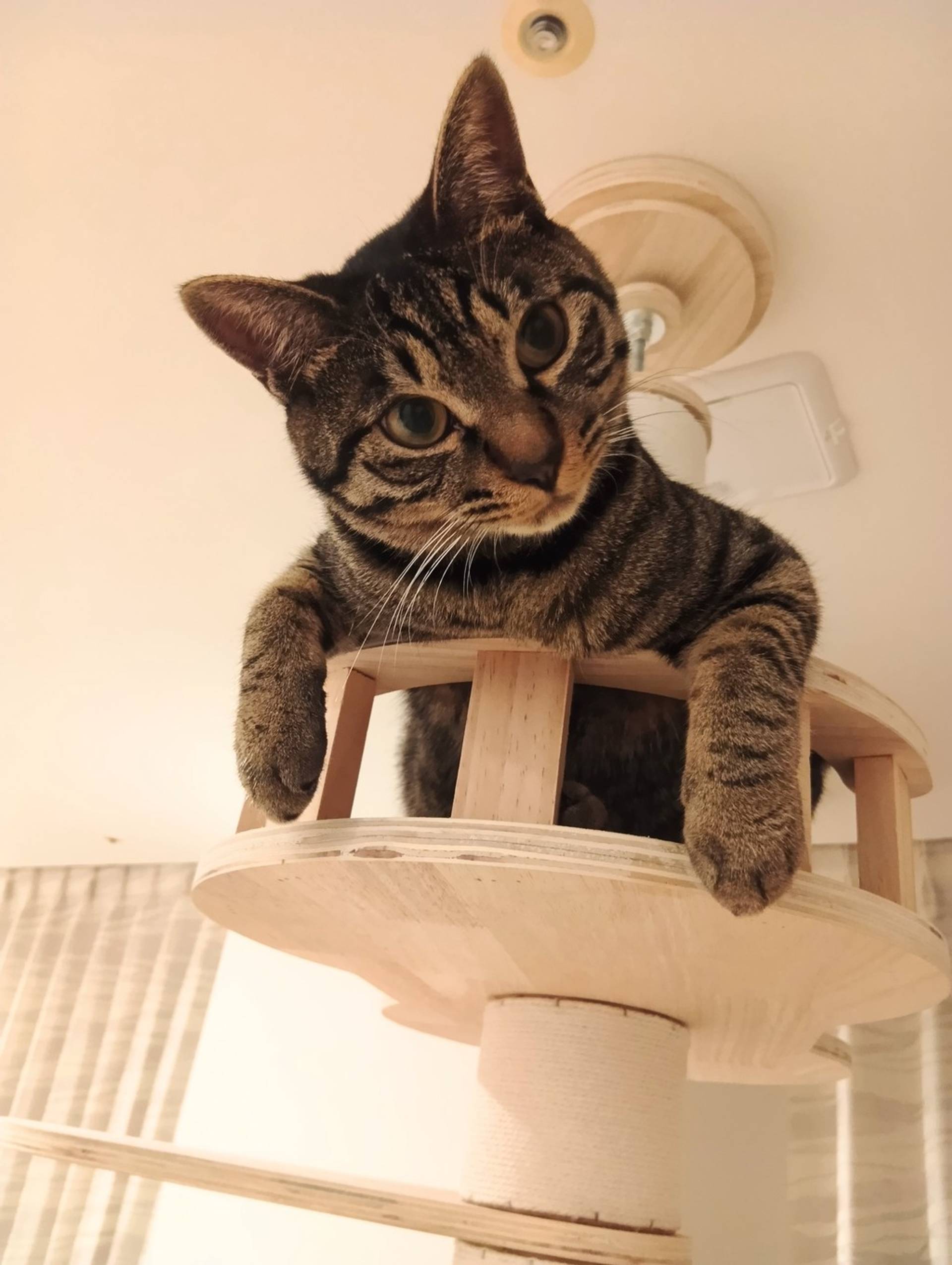 雑種（ミックス猫）・オスの里親募集の写真