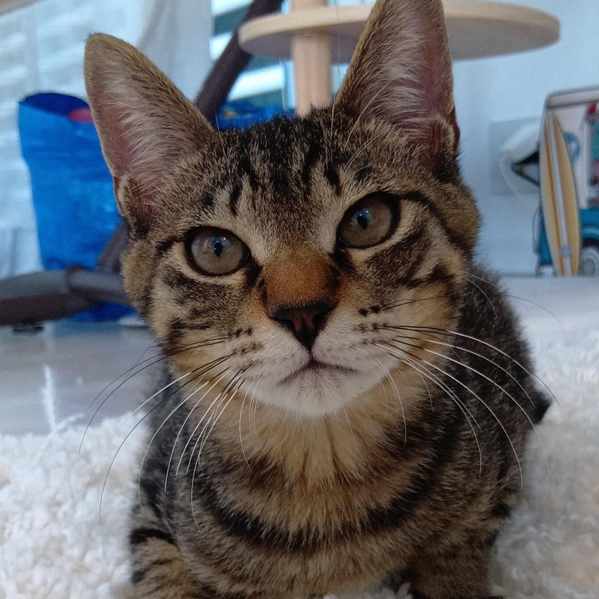pet-image-5