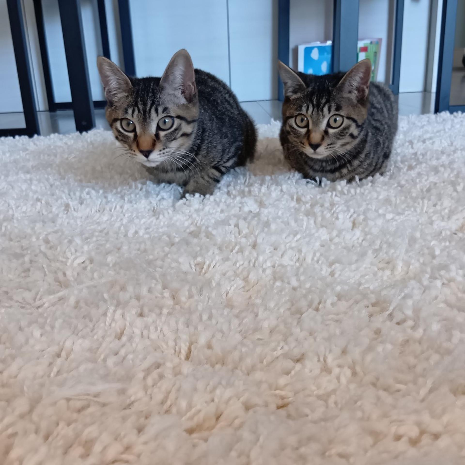 pet-image-6