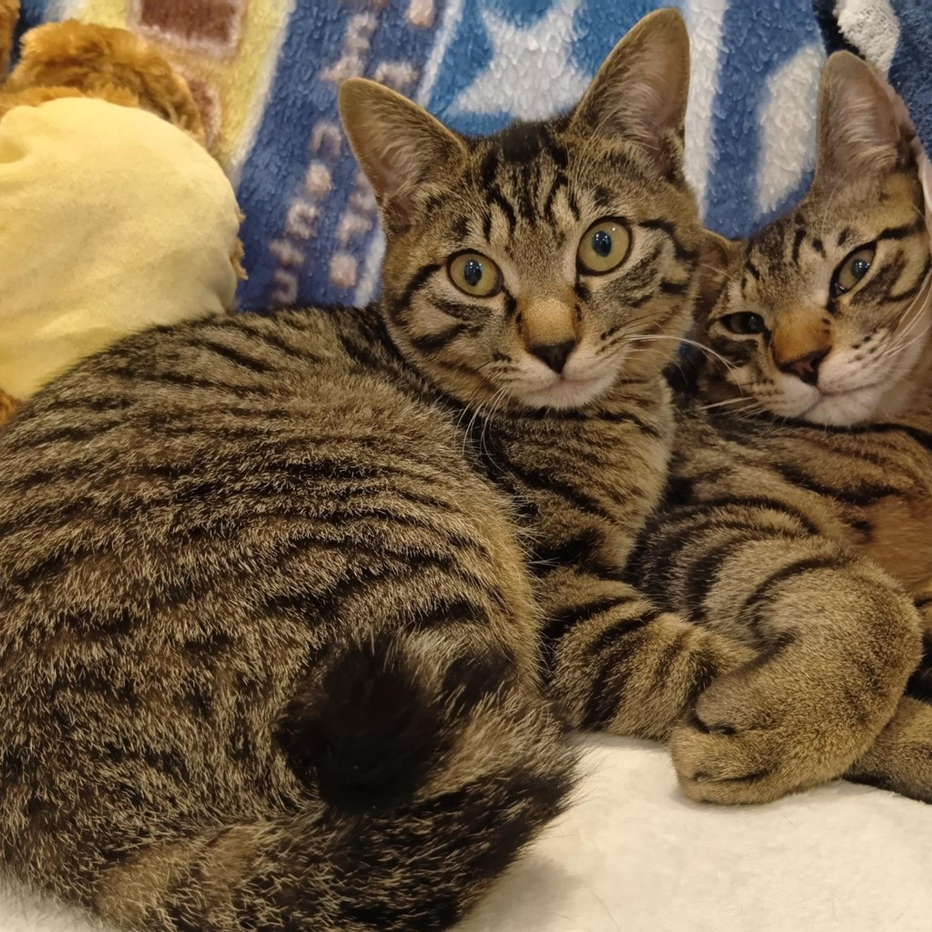 pet-image-8