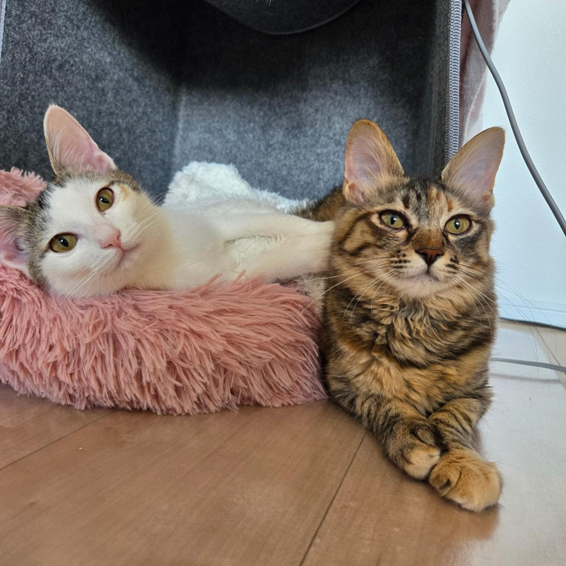 pet-image-3