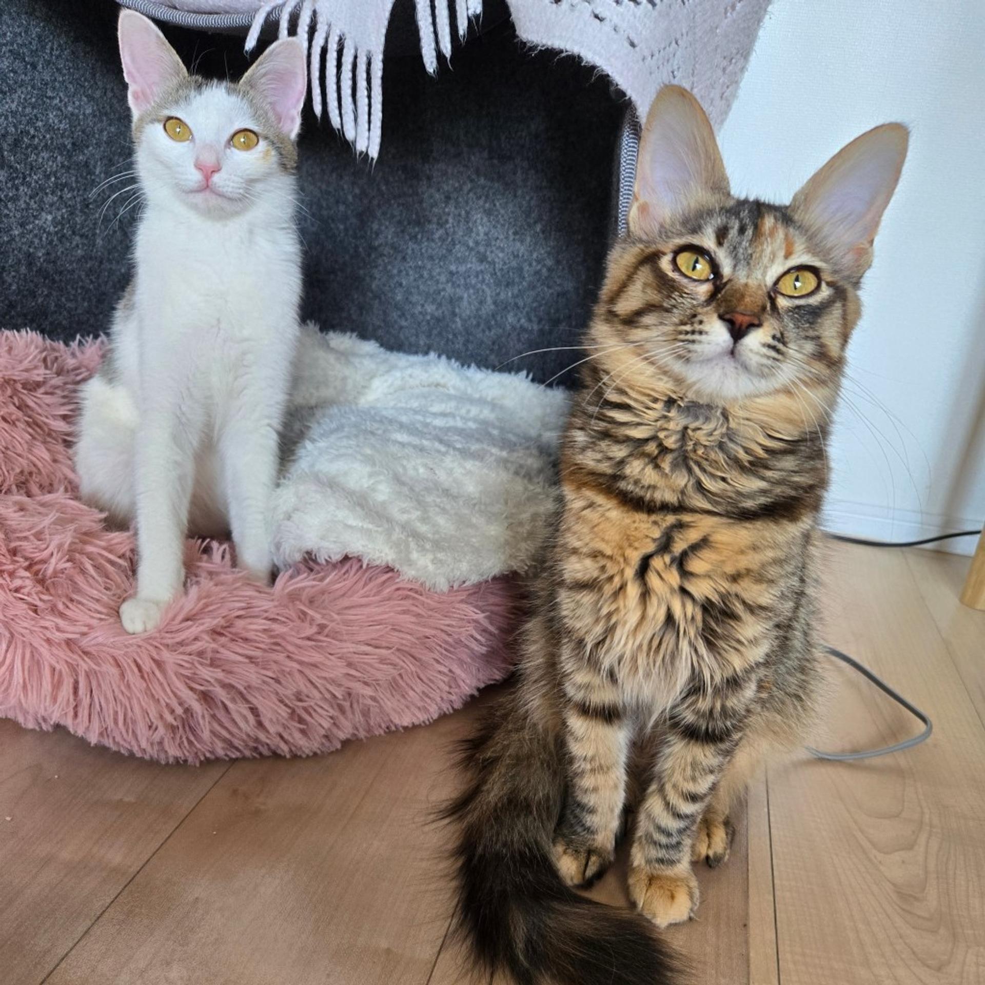 pet-image-8