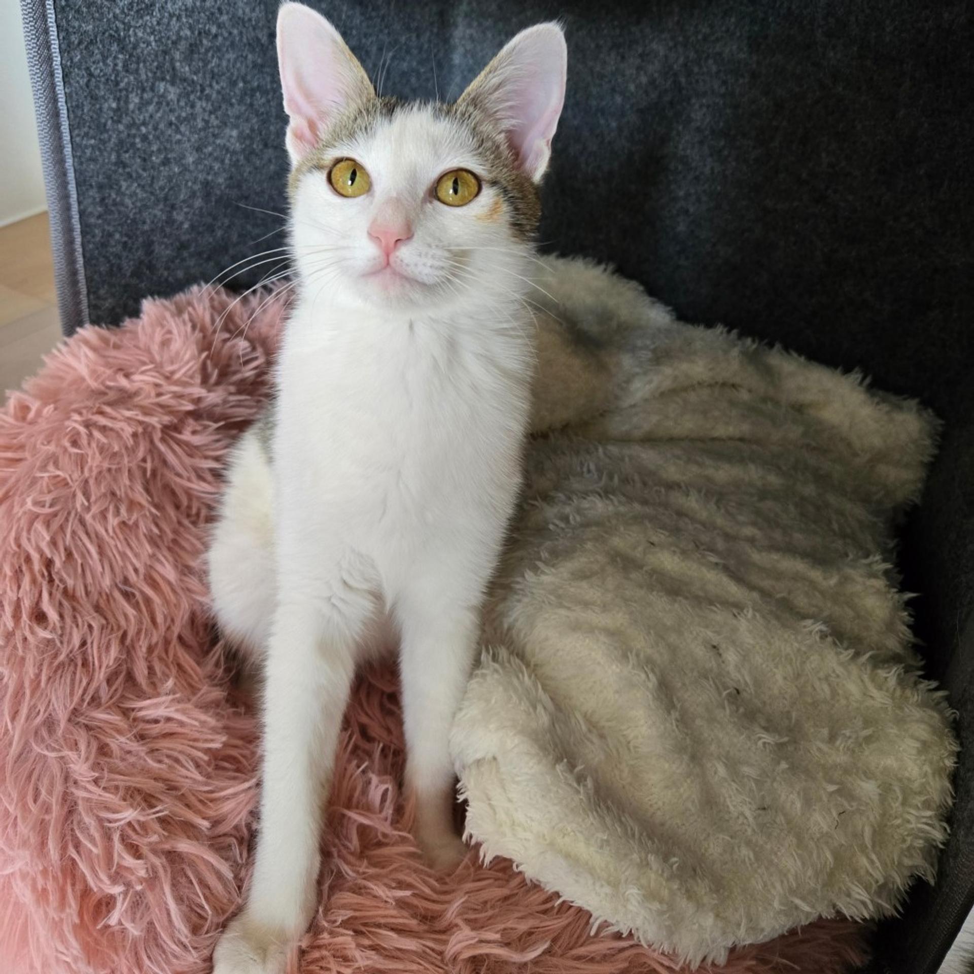 pet-image-9