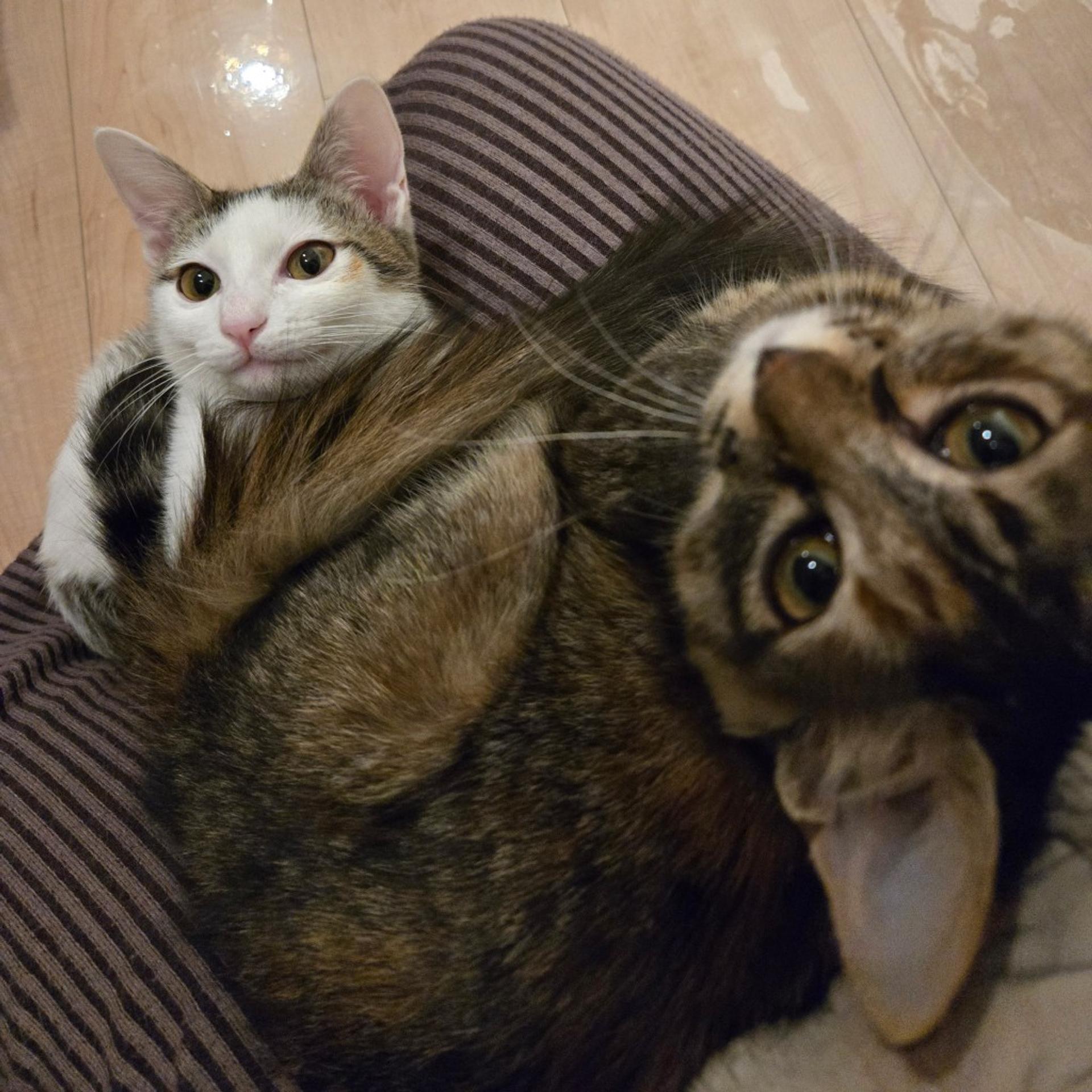 pet-image-4
