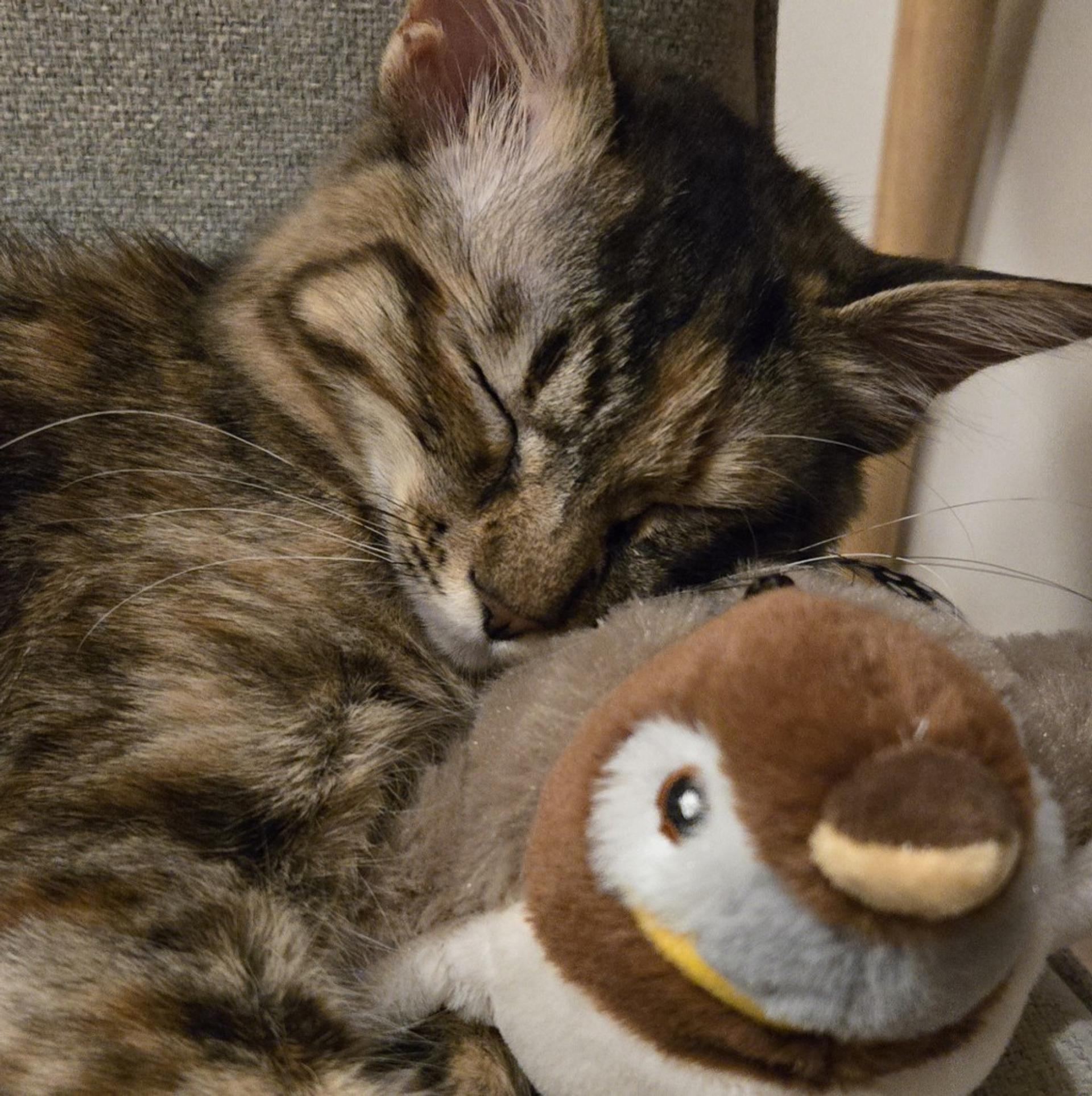 pet-image-10