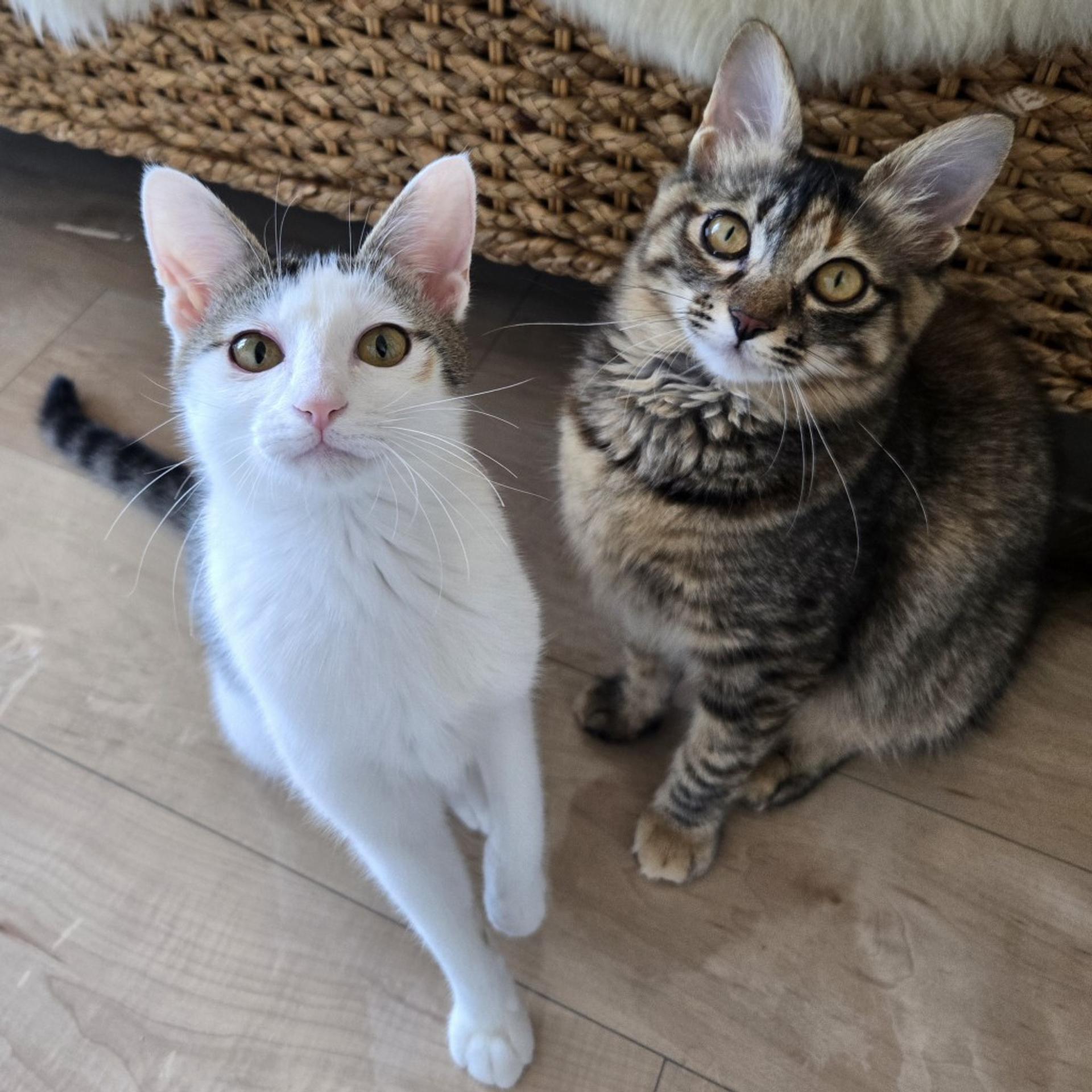 pet-image-3