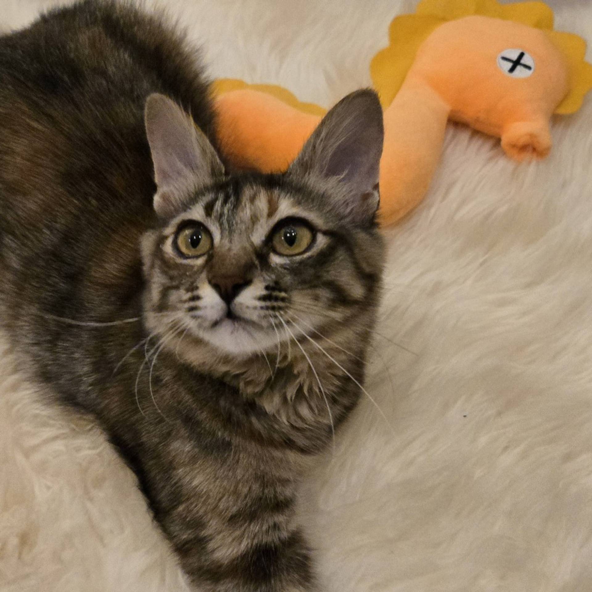 雑種（ミックス猫）・メスの里親募集の写真