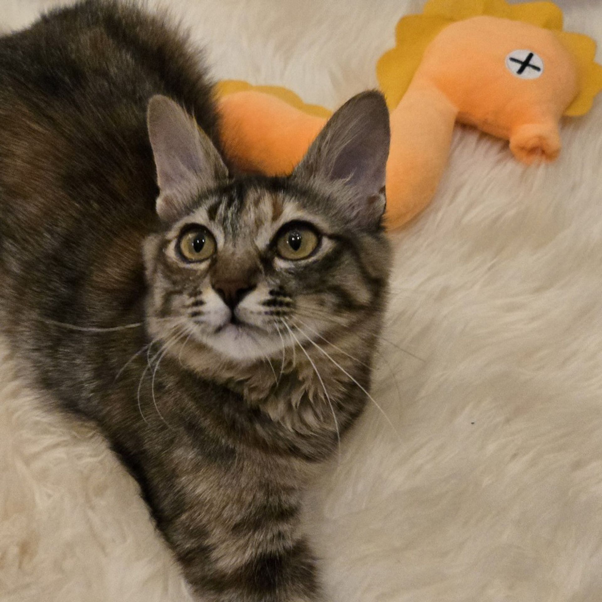 雑種（ミックス猫）・メスの里親募集の写真