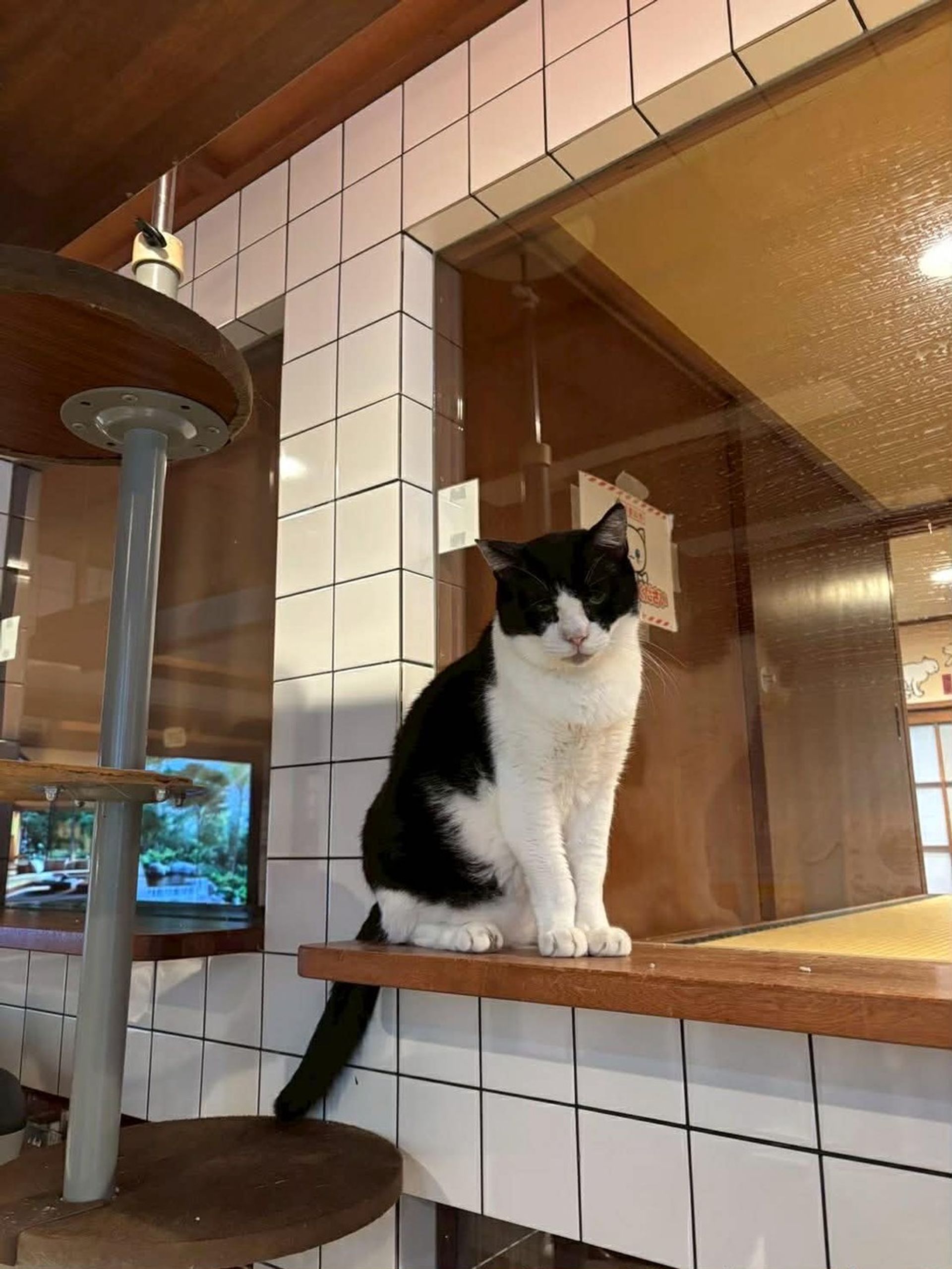 雑種（ミックス猫）・オスの里親募集の写真
