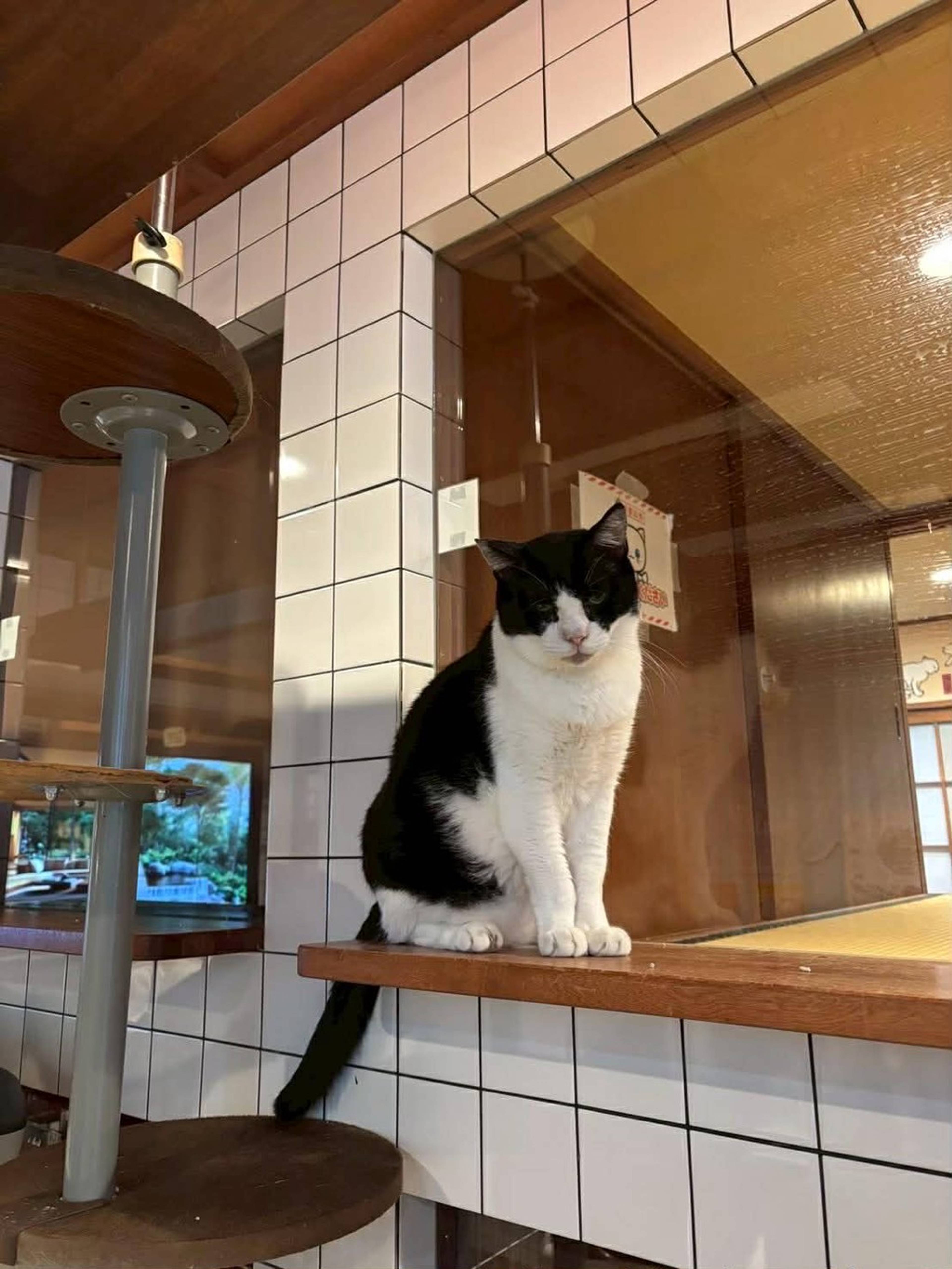 雑種（ミックス猫）・オスの里親募集の写真