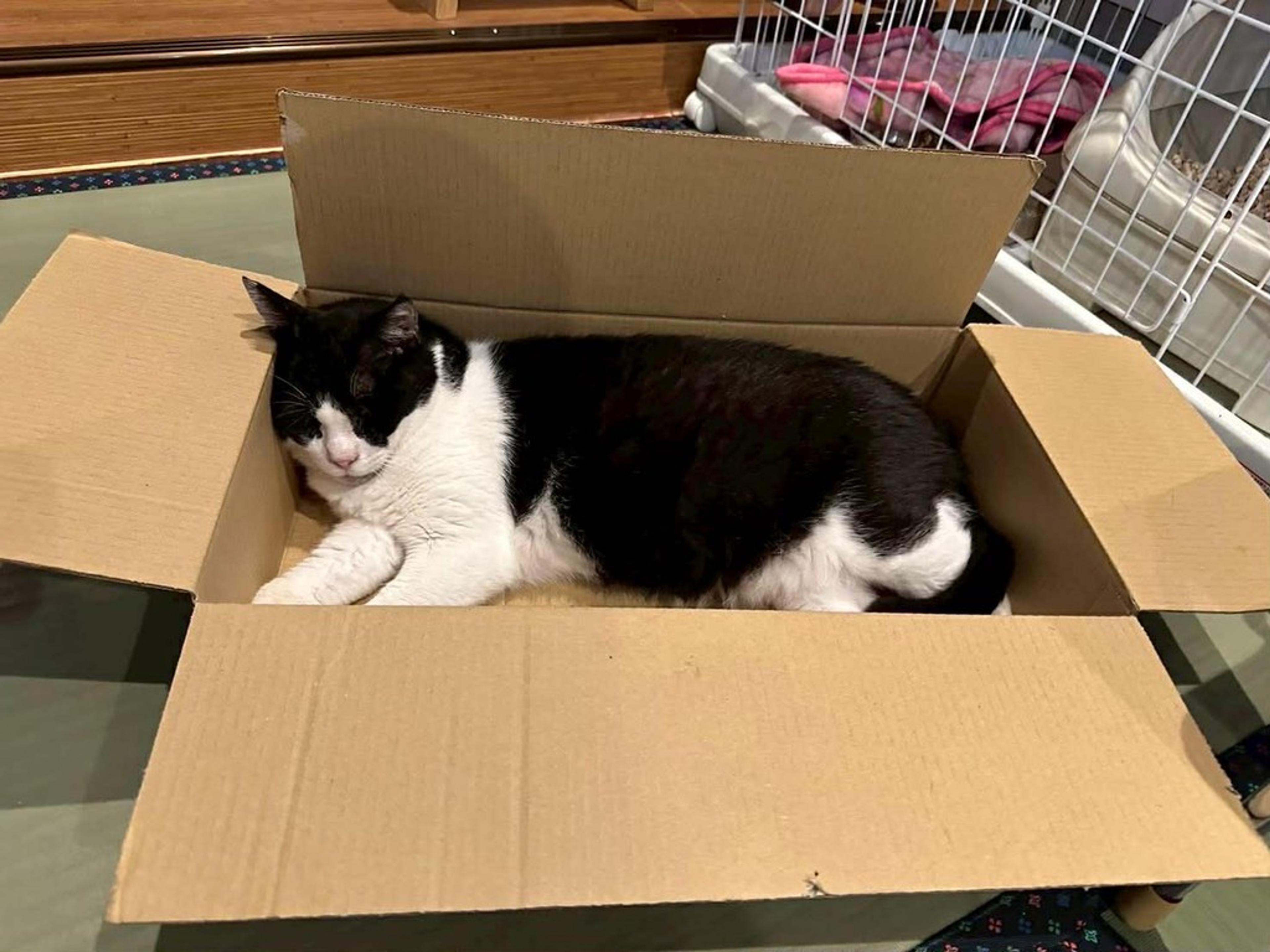 pet-image-3