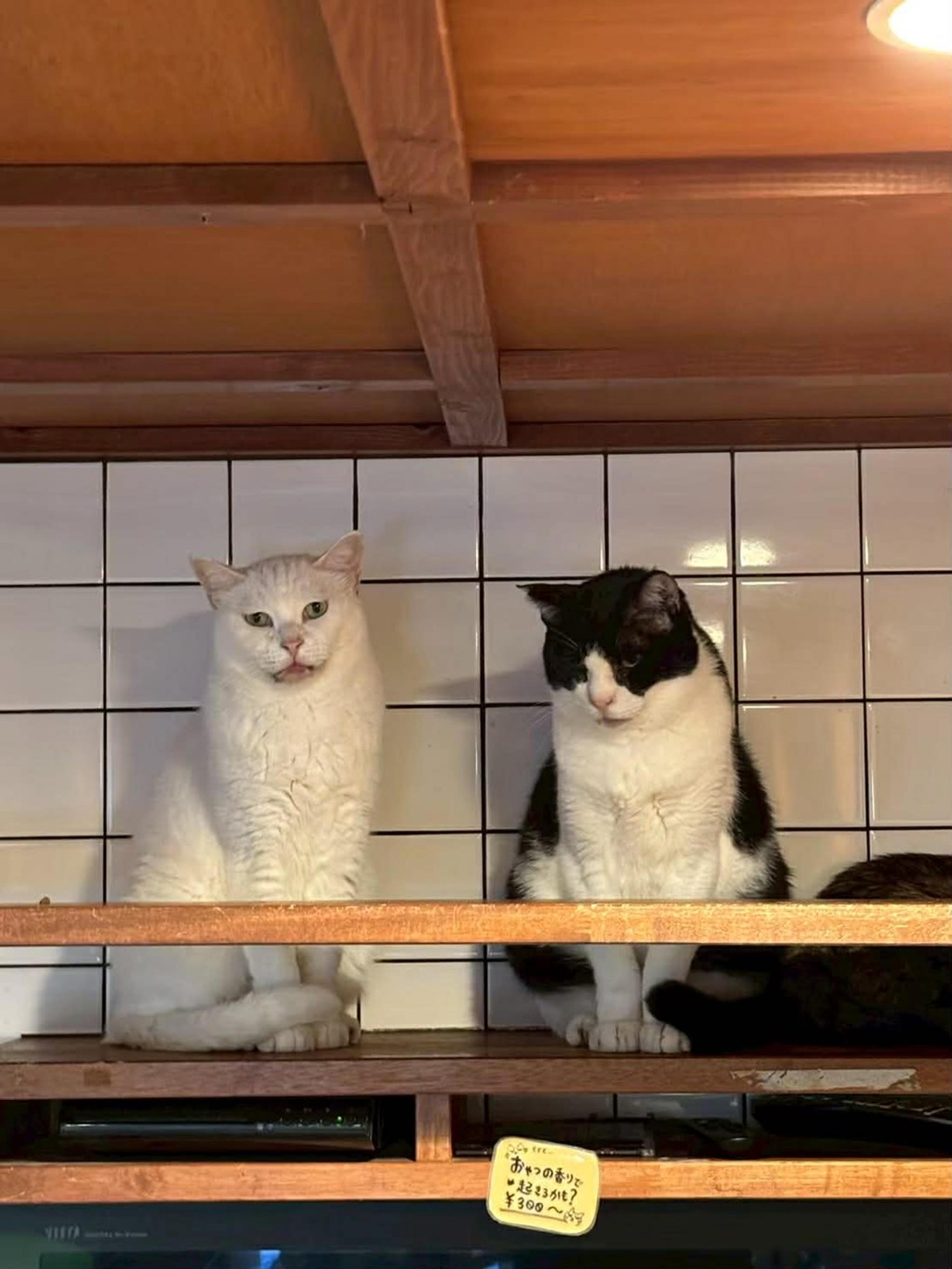 pet-image-5