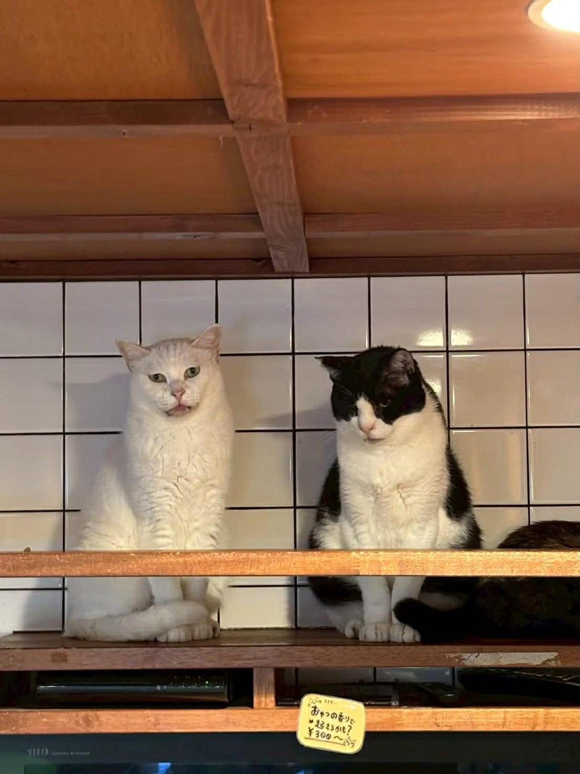 pet-image-5