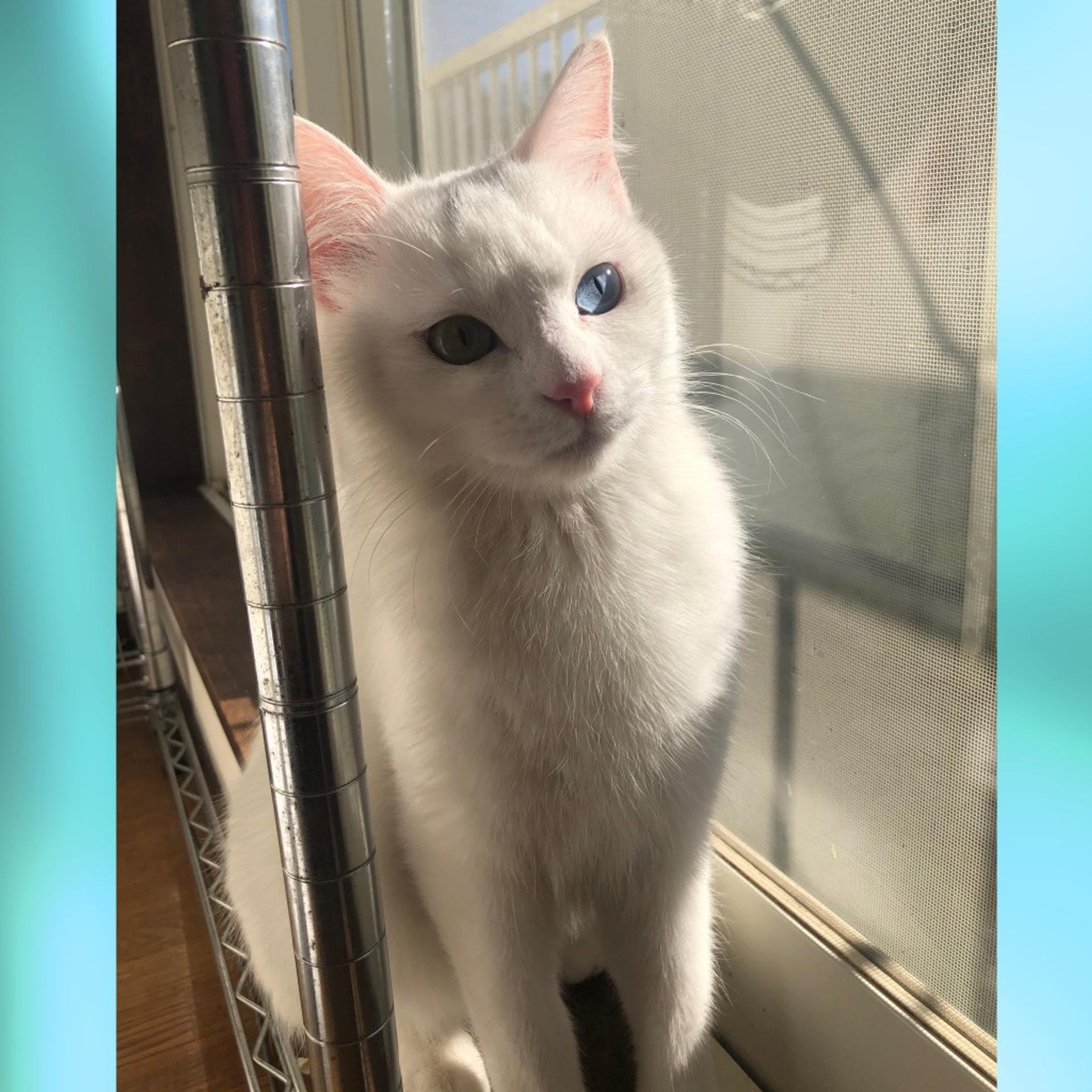 pet-image-3