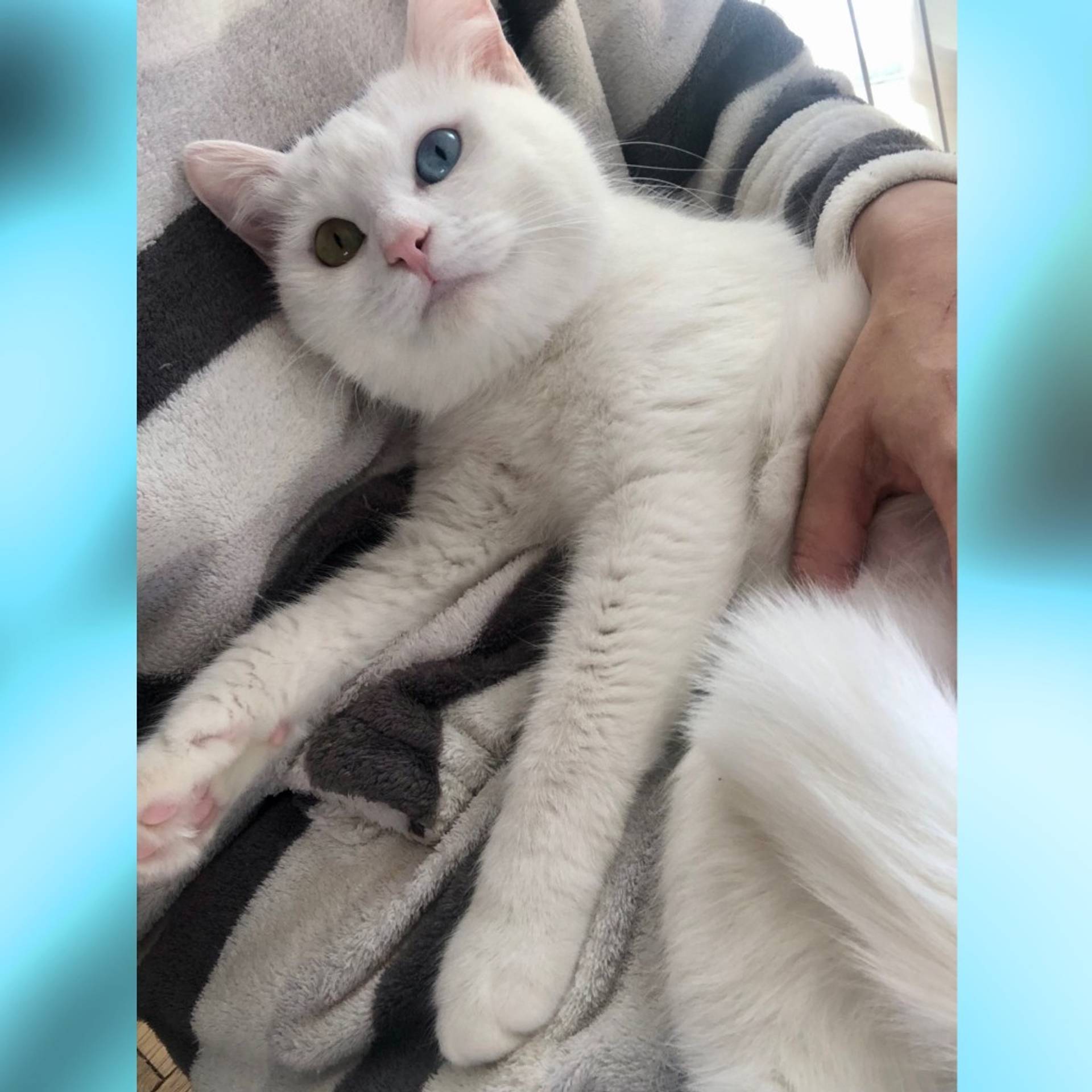 雑種（ミックス猫）・メスの里親募集の写真