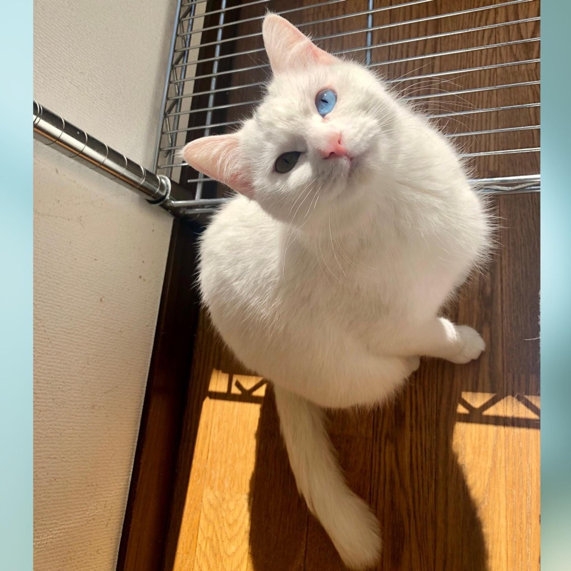 pet-image-2
