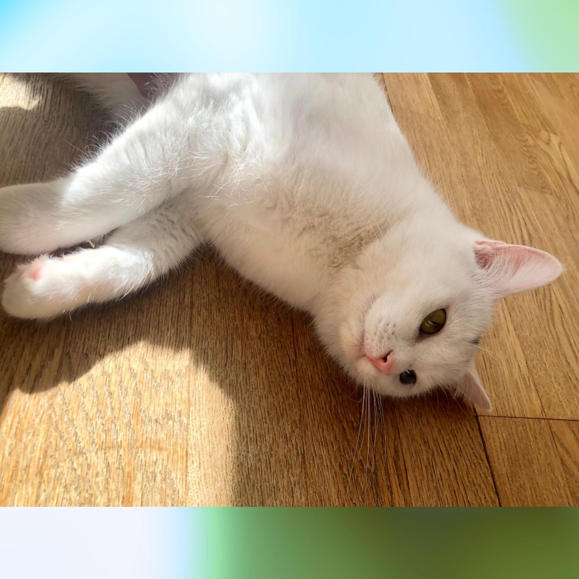 pet-image-4