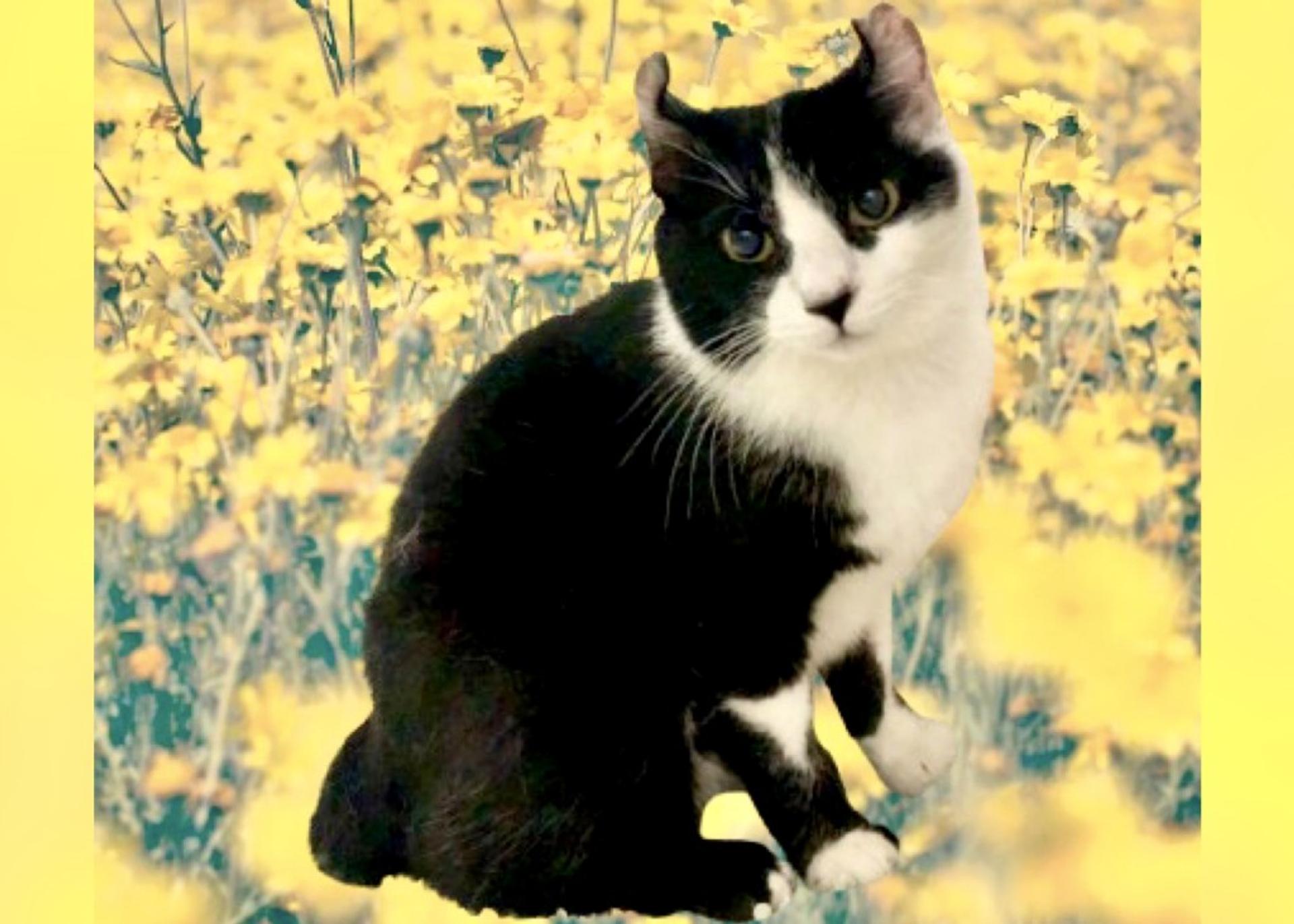 pet-image-2