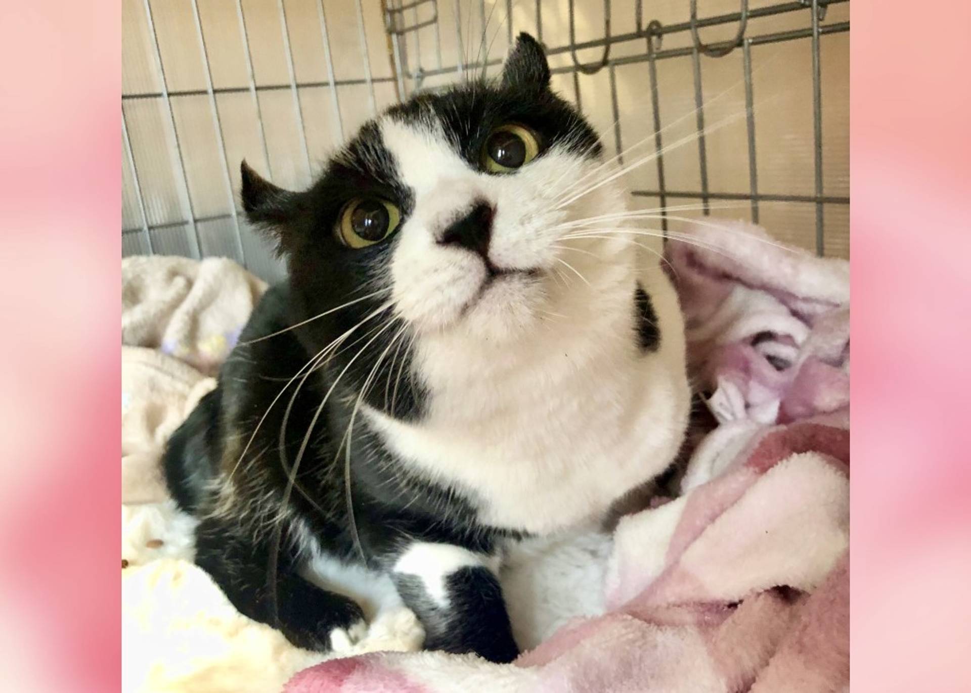 雑種（ミックス猫）・メスの里親募集の写真