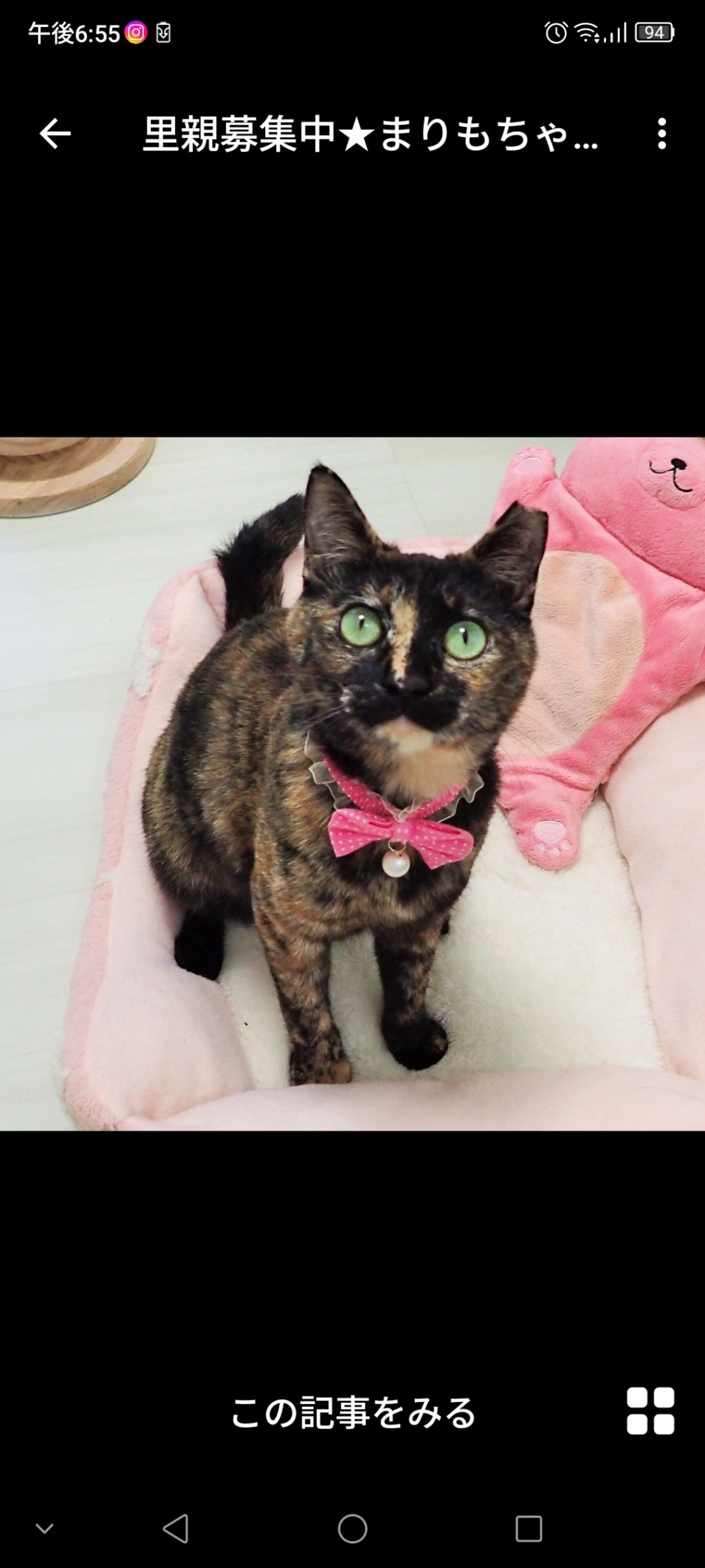 雑種（ミックス猫）・メスの里親募集の写真