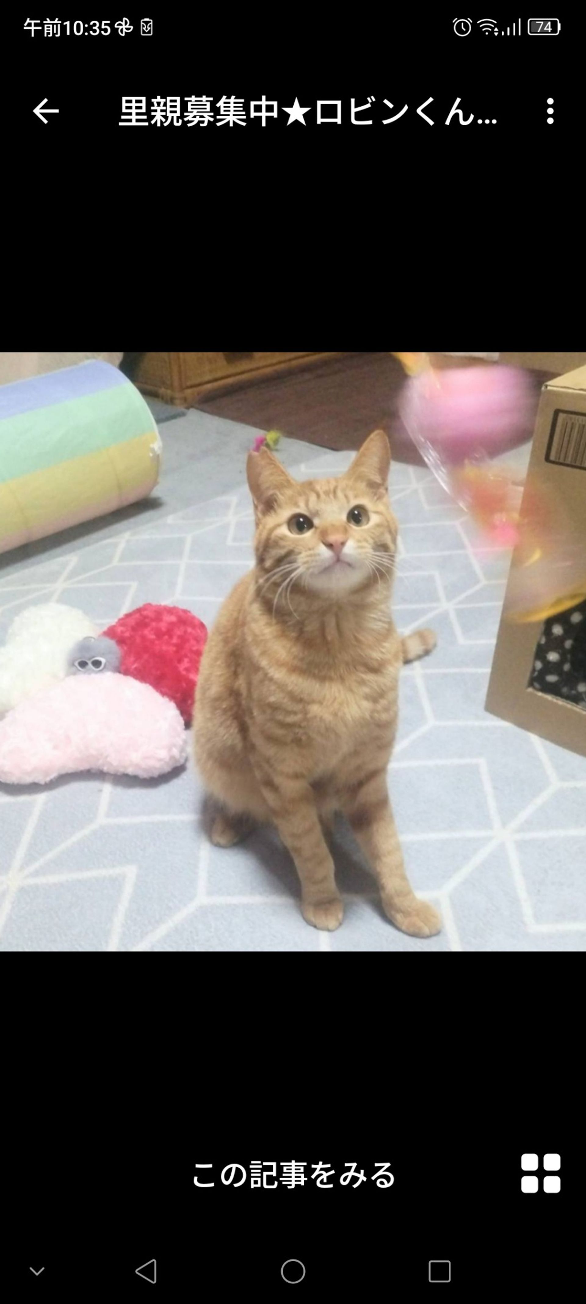 雑種（ミックス猫）・オスの里親募集の写真