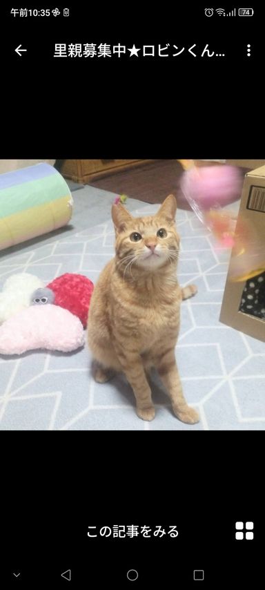 ロビンくん