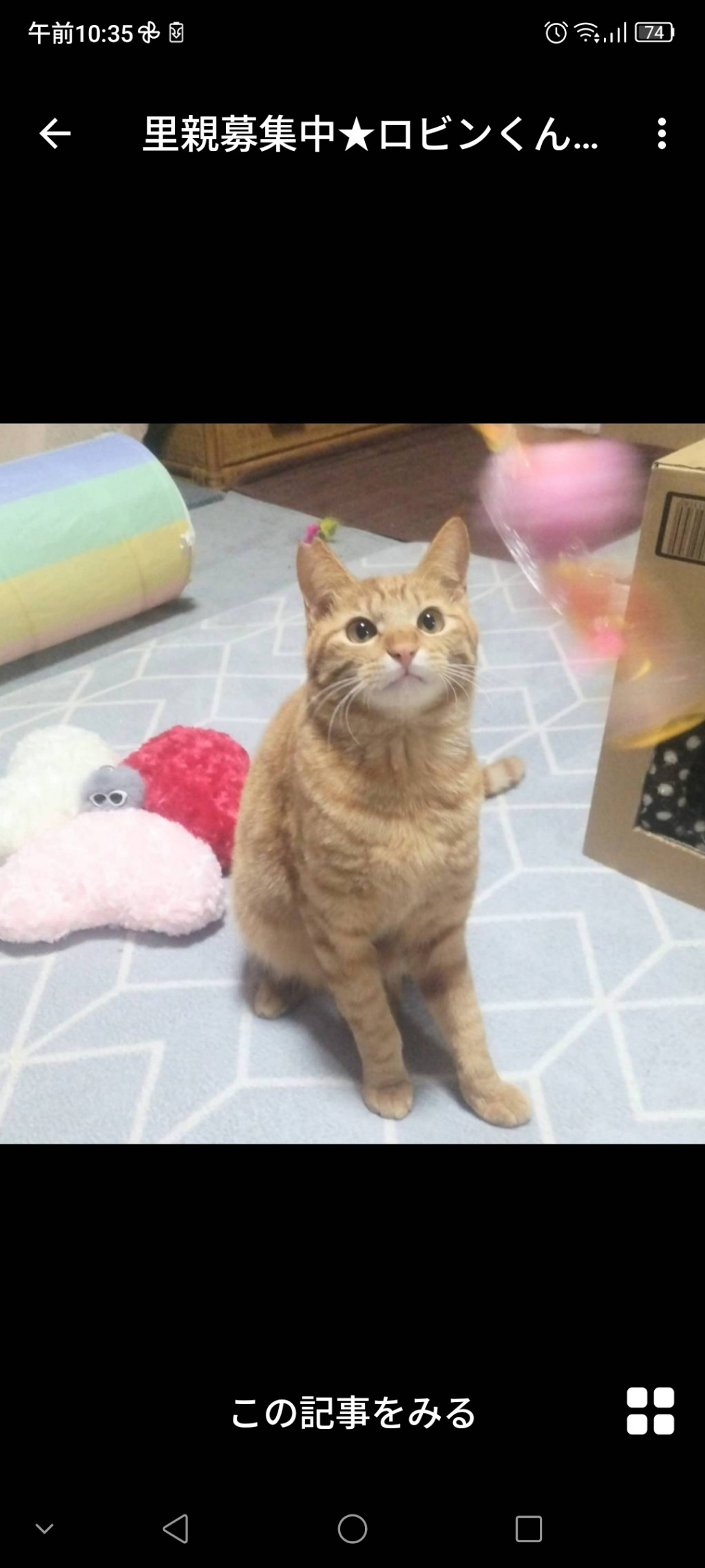 雑種（ミックス猫）・オスの里親募集の写真