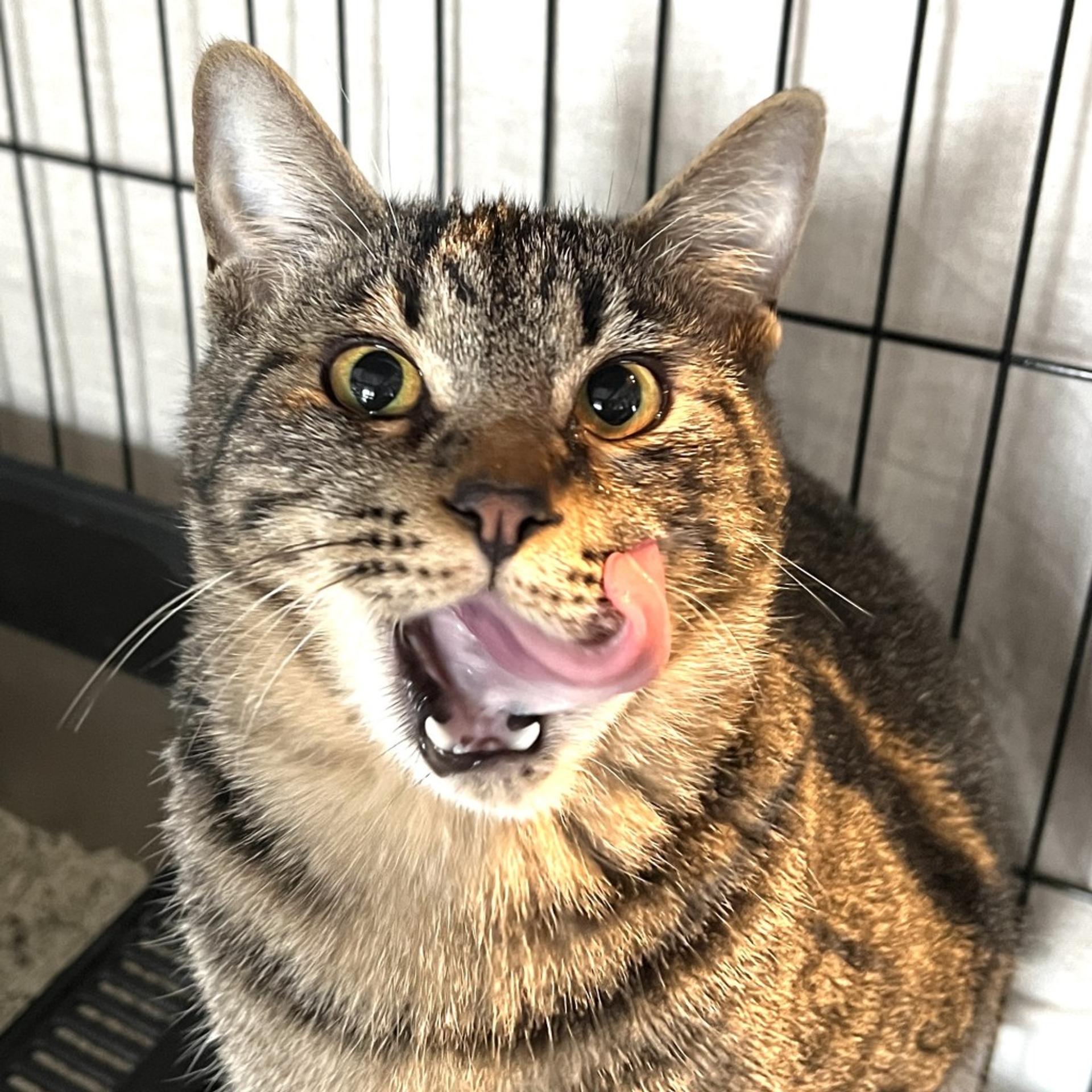 pet-image-9