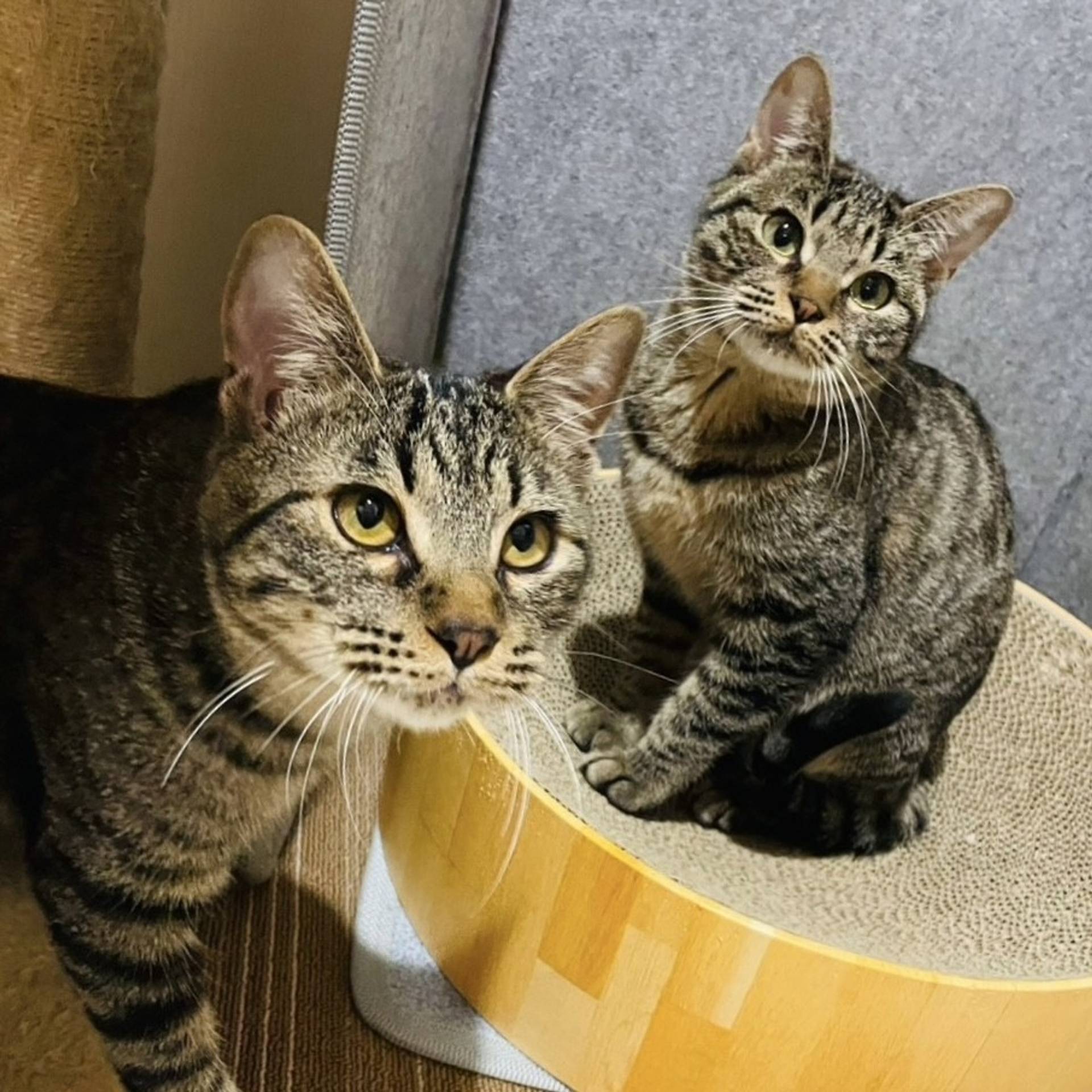 雑種（ミックス猫）・オスの里親募集の写真